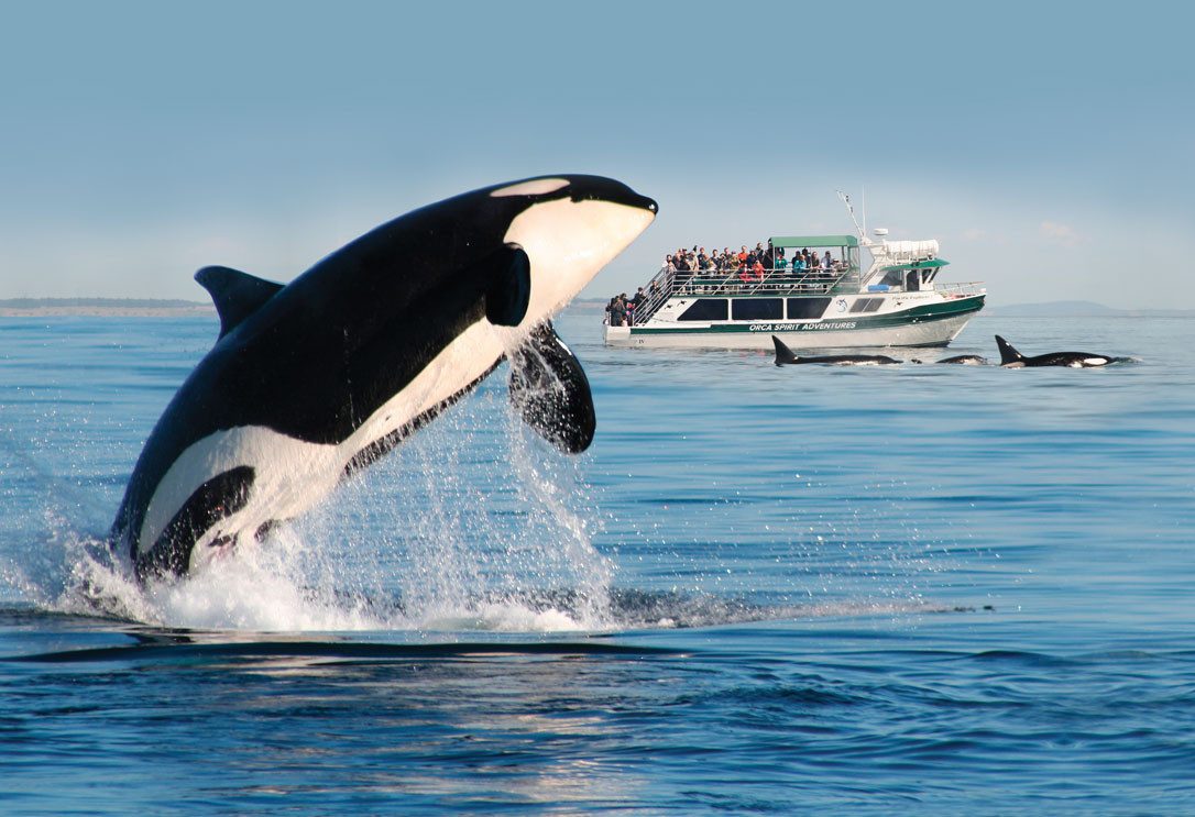 canada-vancouver-island-victoria-orca-spirit-adventures-excursie-zodiac-overdekte-boot
