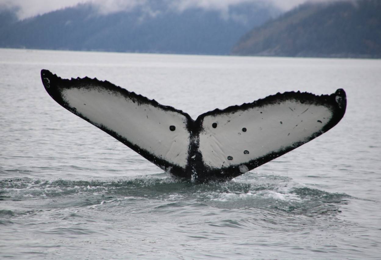 canada-vancouver-island-campbell-river-big-animal-encounters-excursie-walvis