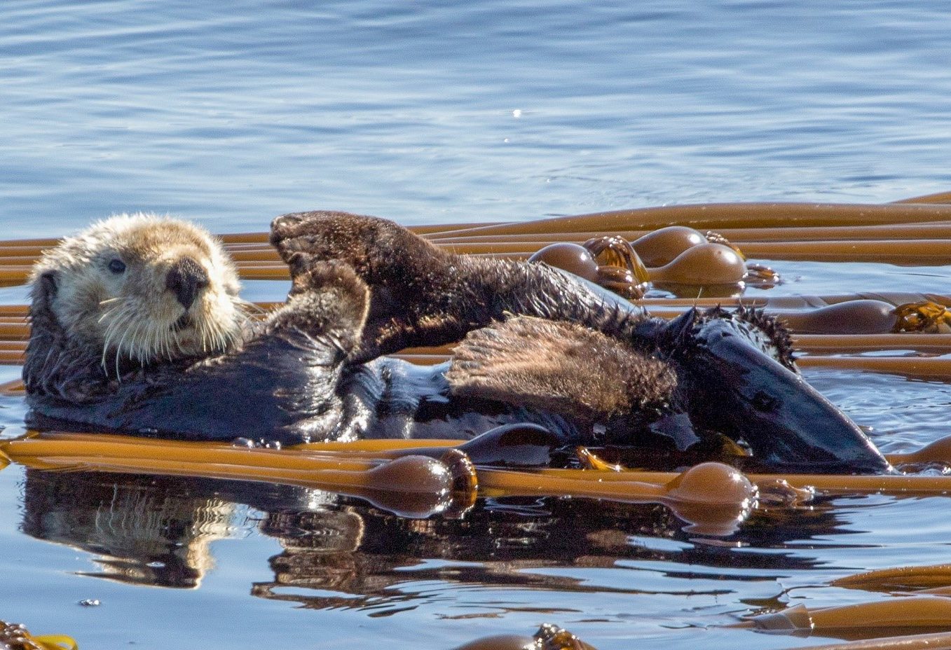 canada-vancouver-island-victoria-orca-spirit-adventures-excursie-zeeotter-in-kelp
