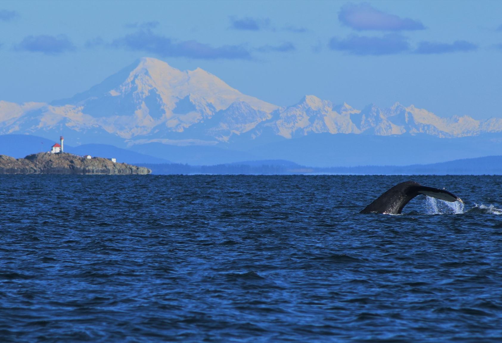 canada-vancouver-island-victoria-orca-spirit-adventures-excursie-bultrug-walvis-bergen