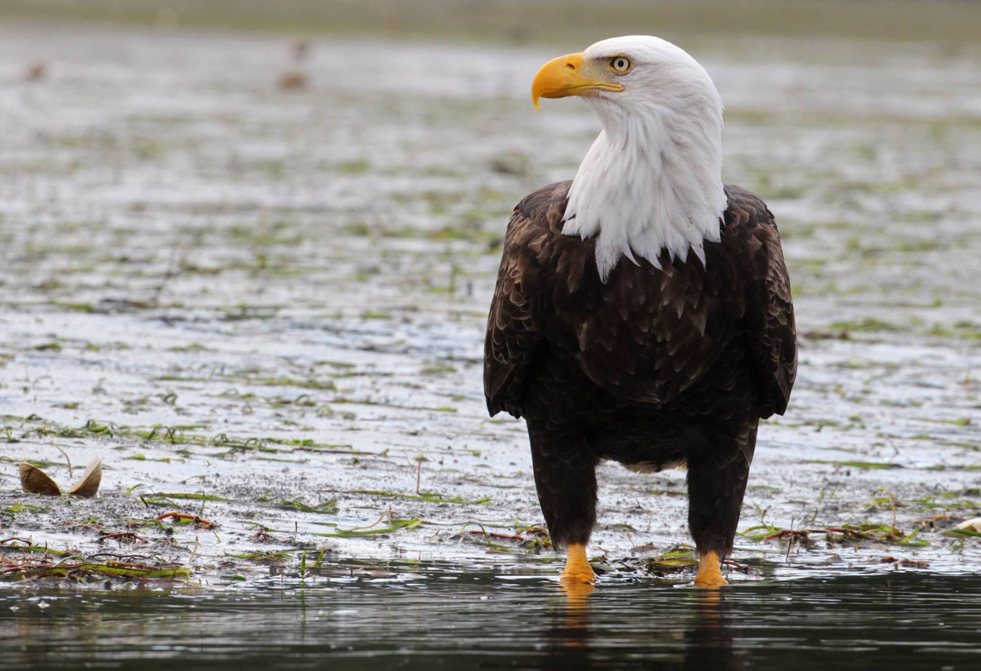 canada-vancouver-island-tofino-jamies-whaling-station-visarend