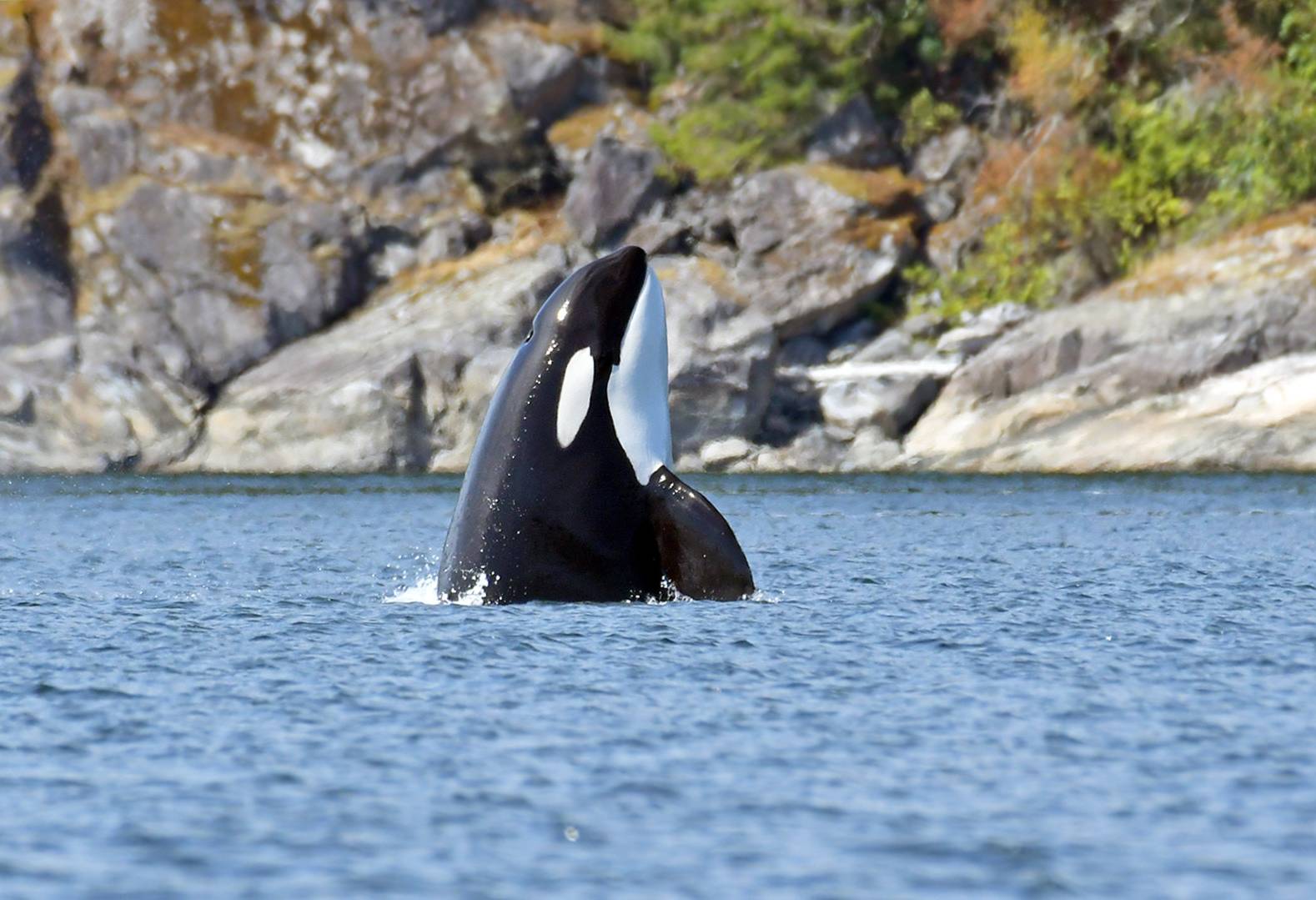canada-vancouver-island-campbell-river-big-animal-encounters-excursie-orka