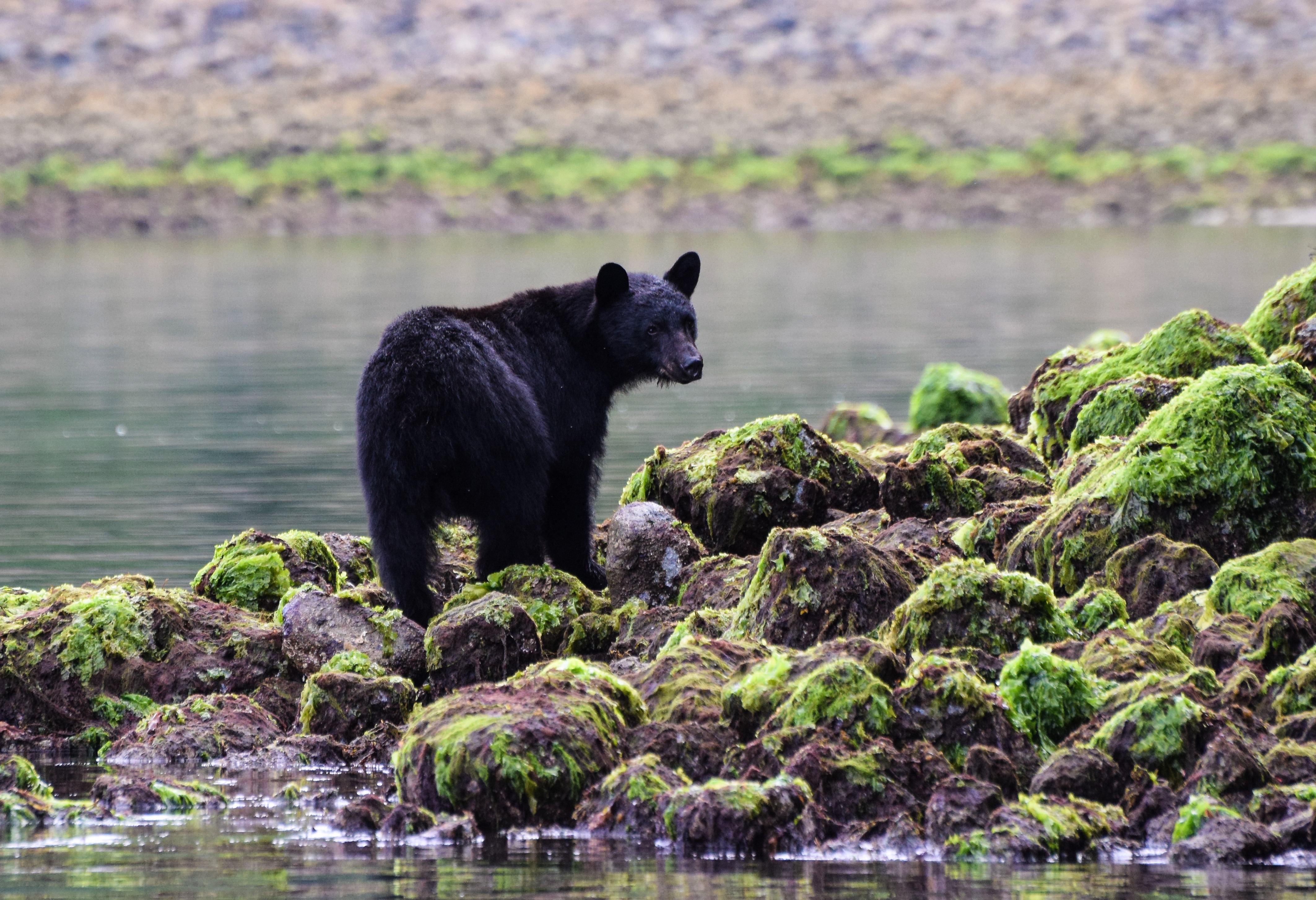 canada-vancouver-island-tofino-zwarte-beer-op-de-rotsen-bij-laag-water