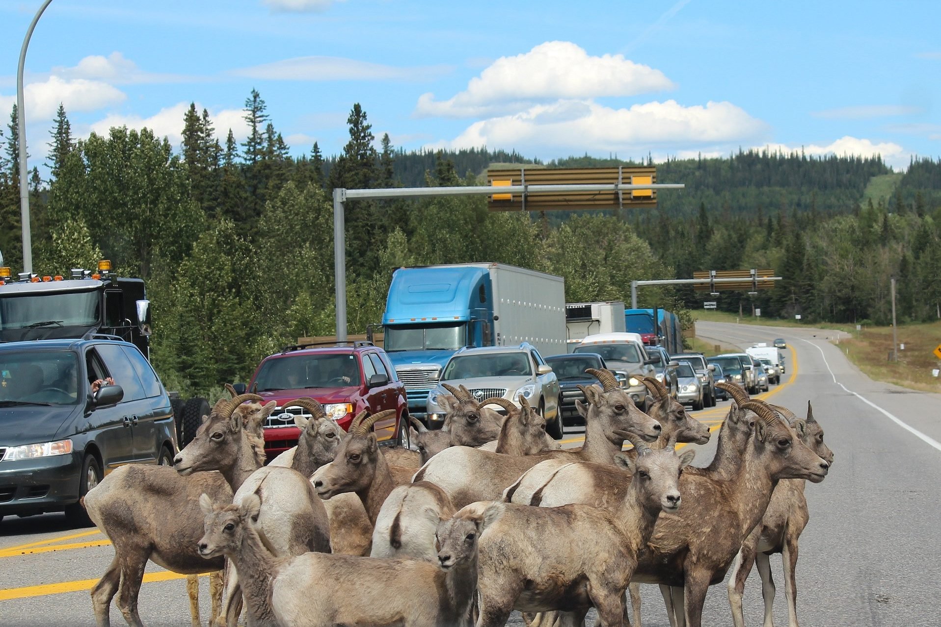 canada-jasper-national-park-wegversperring-van-berggeiten