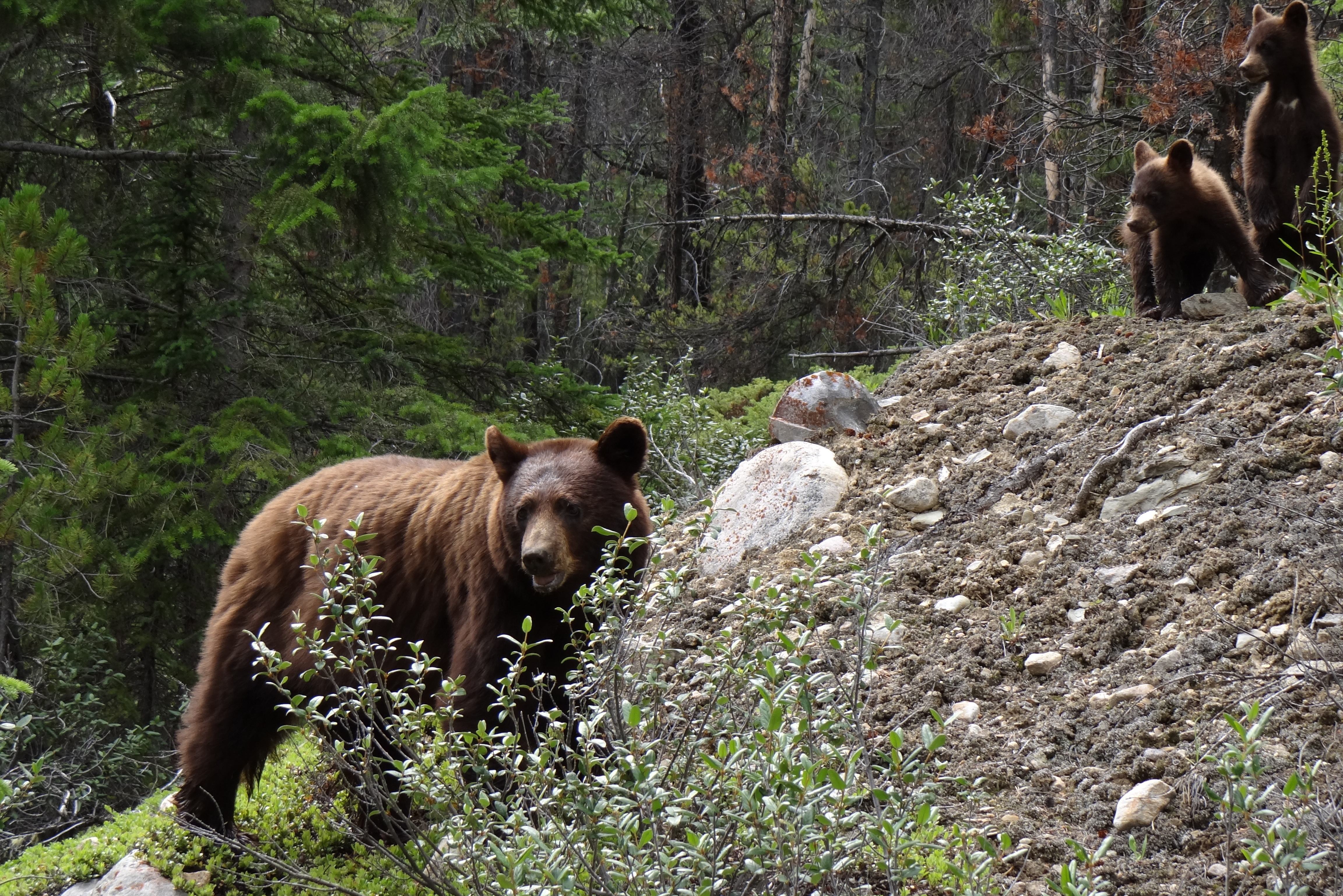 canada-jasper-national-park-moeder-zwarte-beer-met-jongen