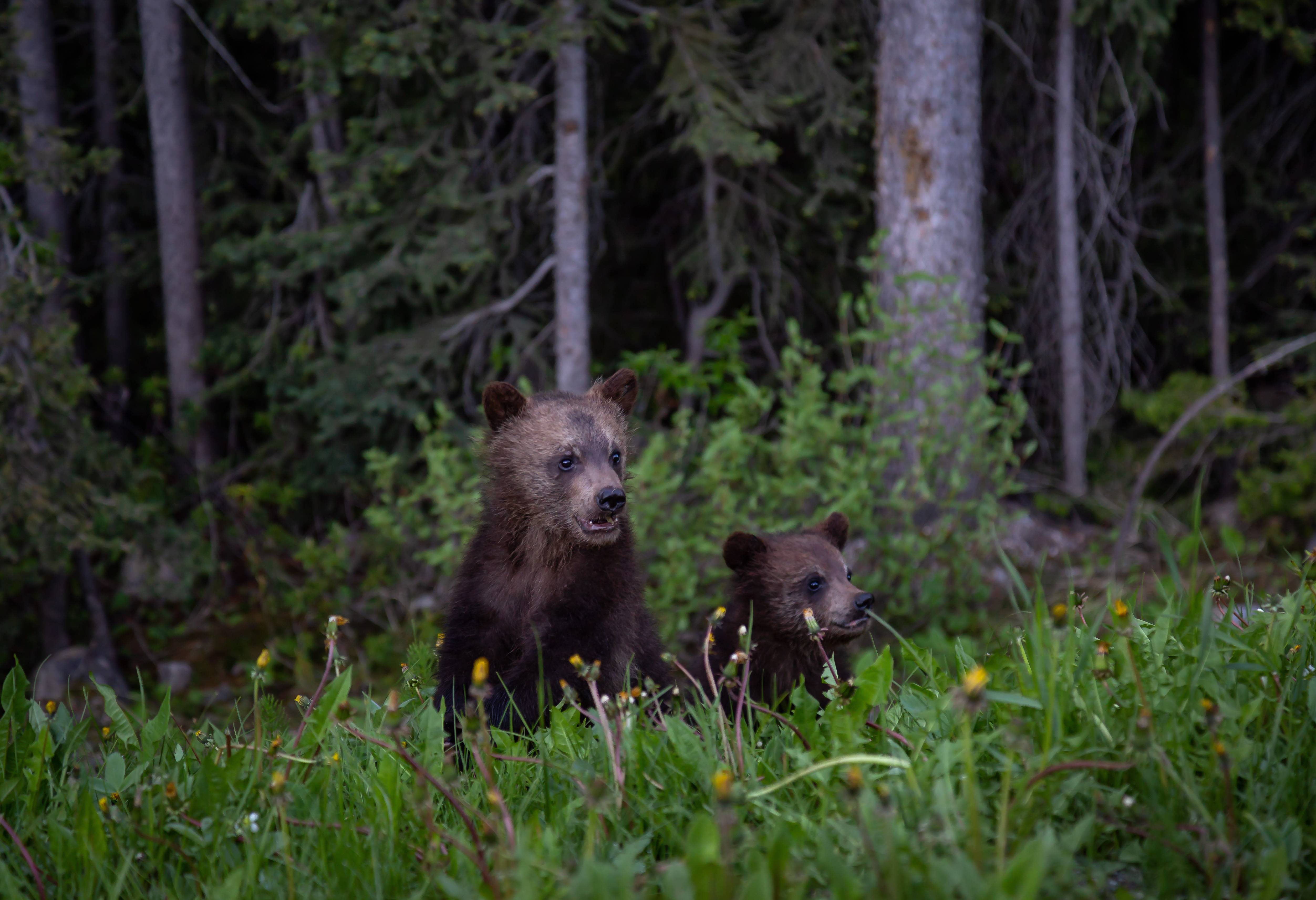canada-banff-national-park-grizzly-beer-jongen-in-het-gras