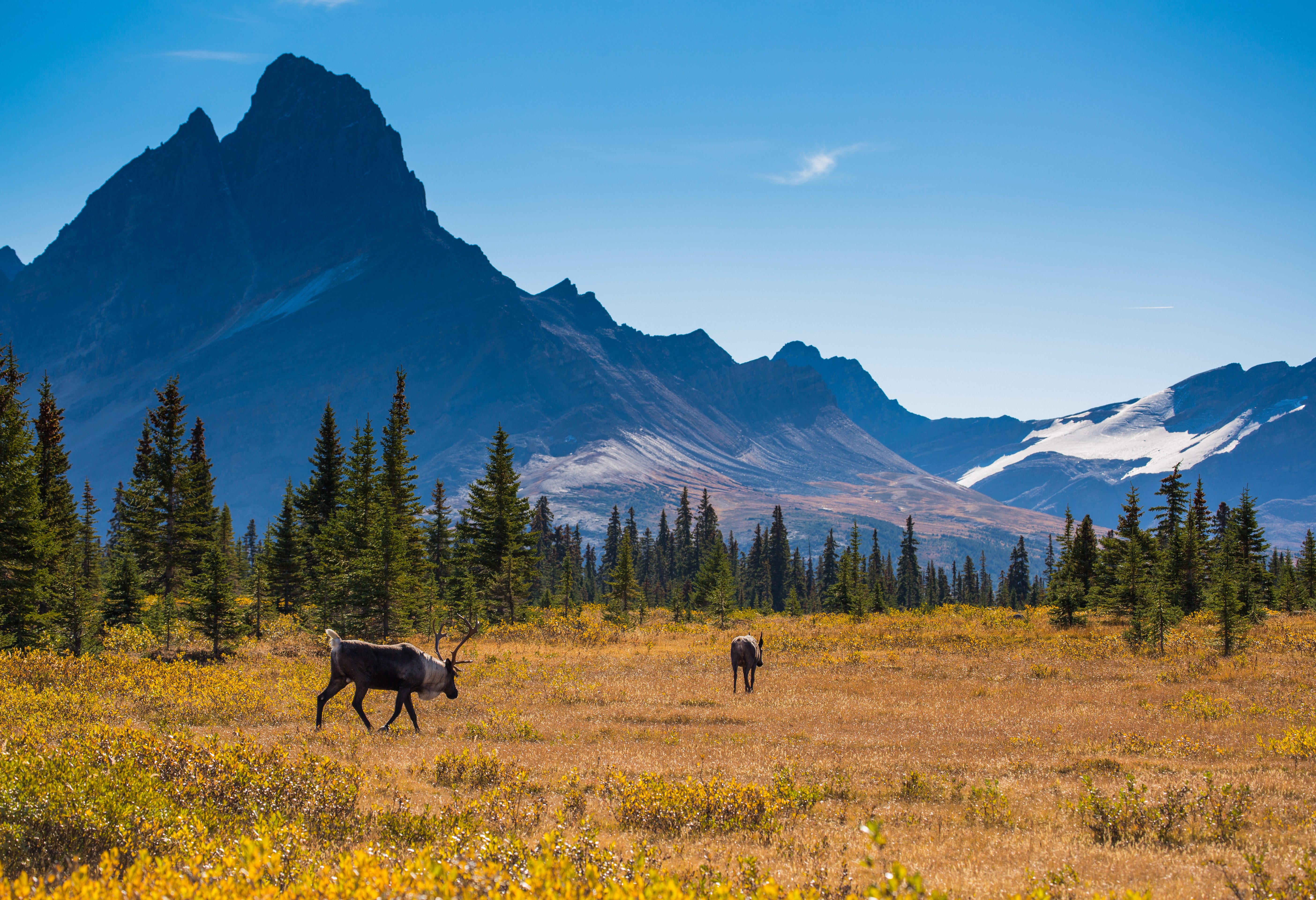 canada-jasper-national-park-kariboes-in-bergweide