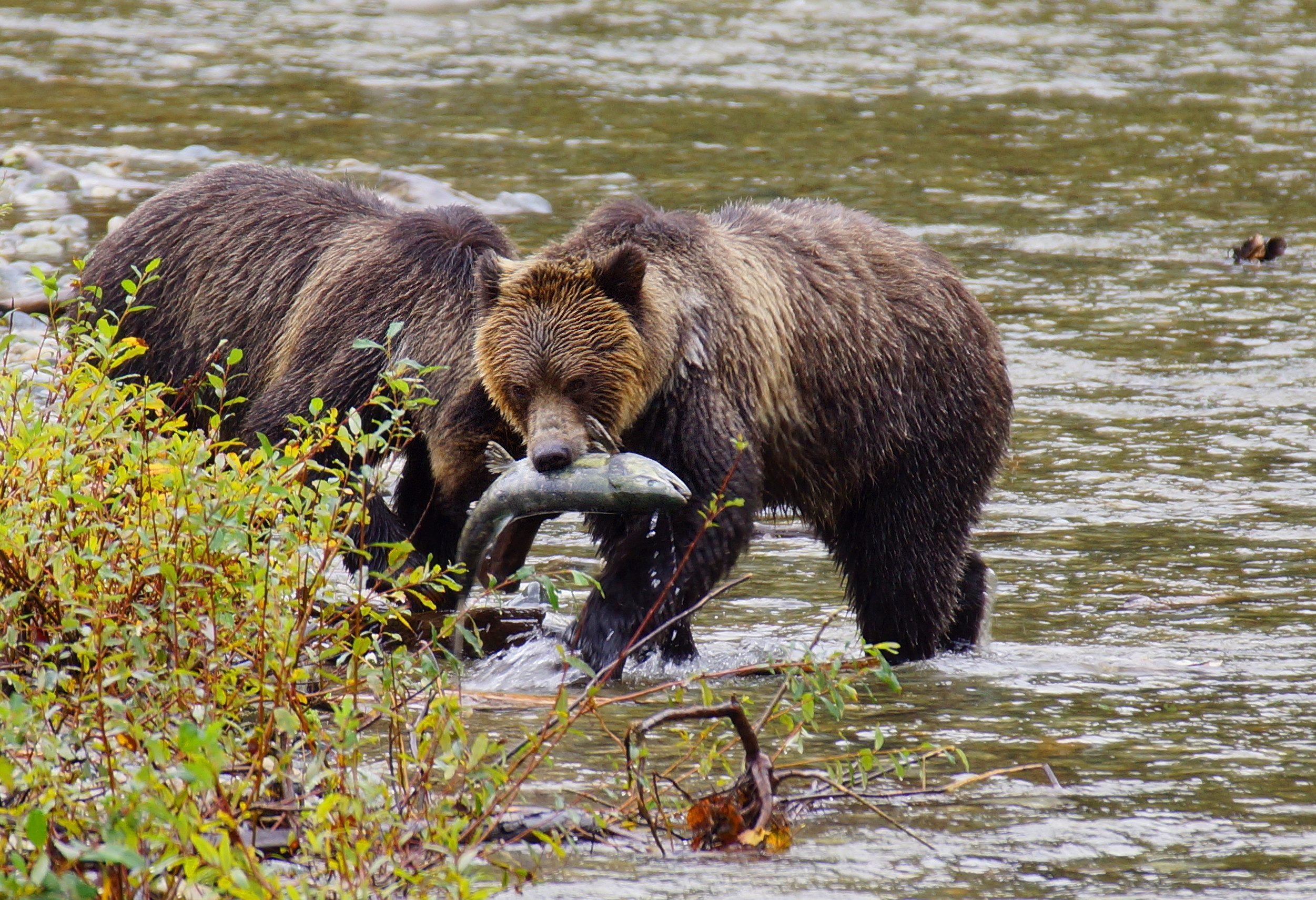 Grizzly beren excursie Painters Lodge Campbell River Canada