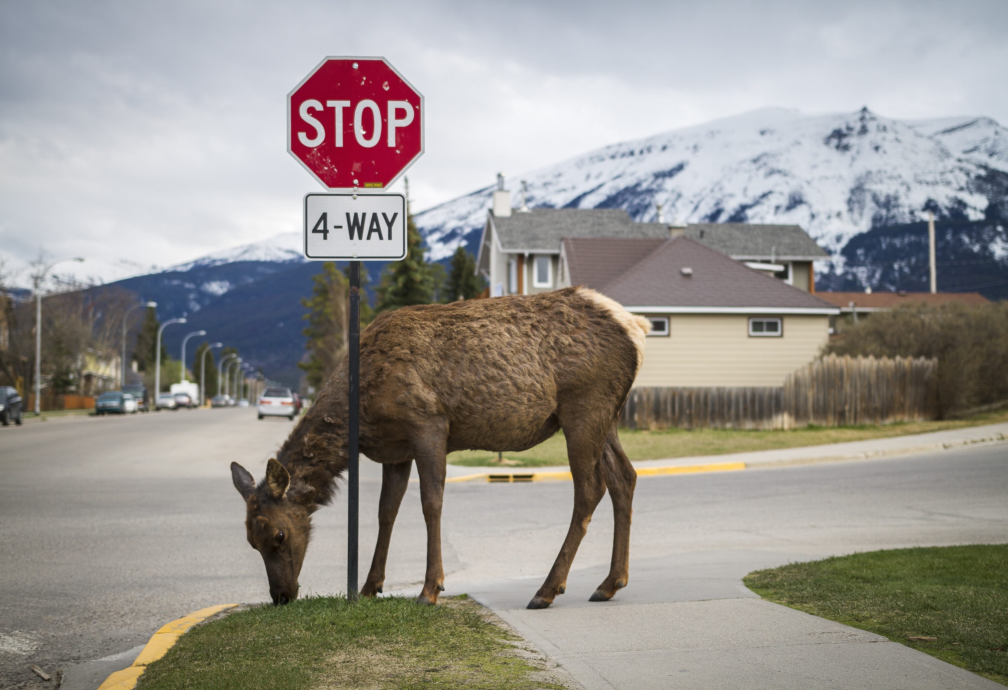 Jasper National Park Canada