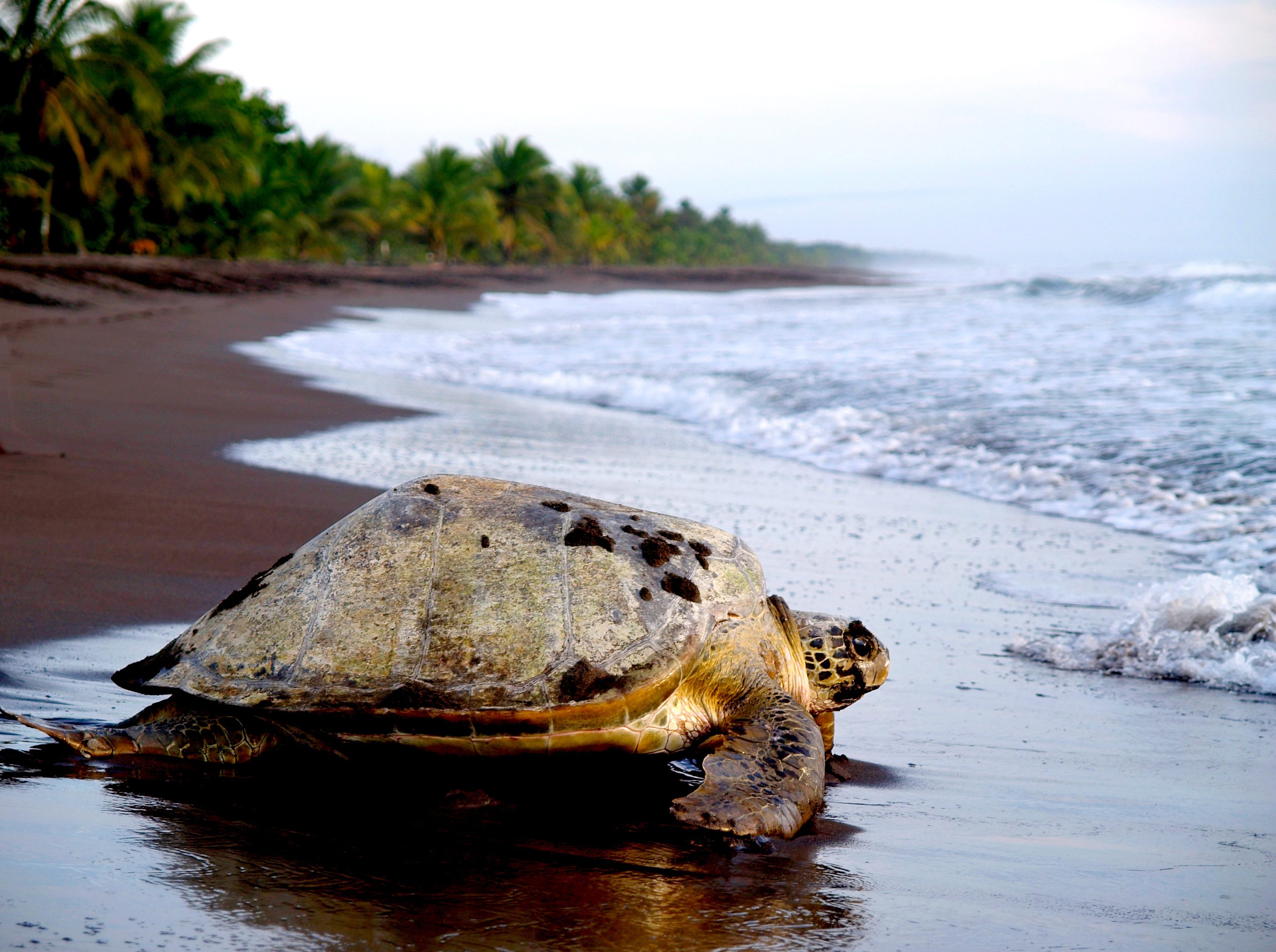 Een zeeschildpad in Tortuguero, Costa Rica