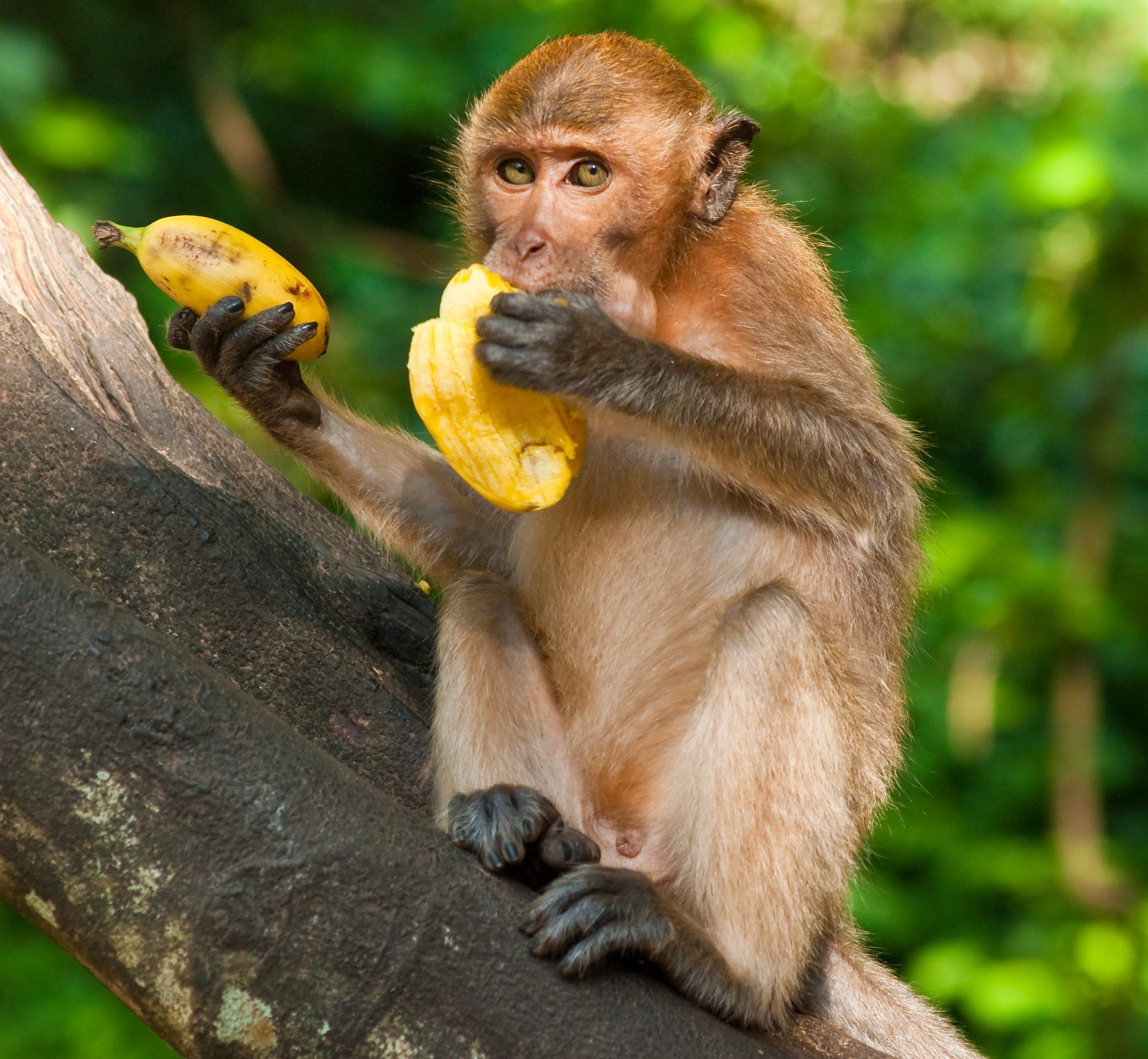 Een aapje in Phuket, Thailand