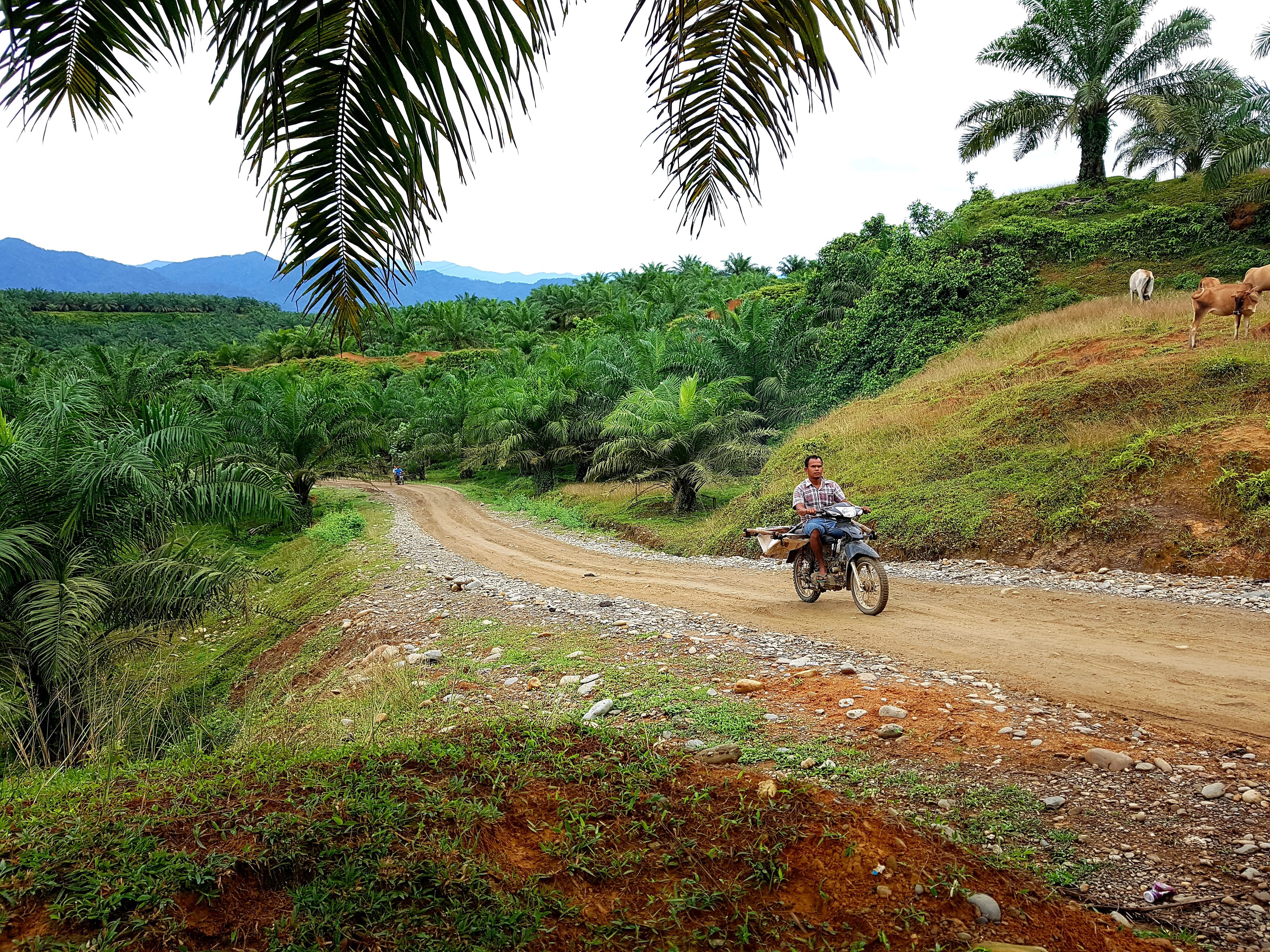 Door een prachtig gebied naar Bukit Lawang, Indonesie