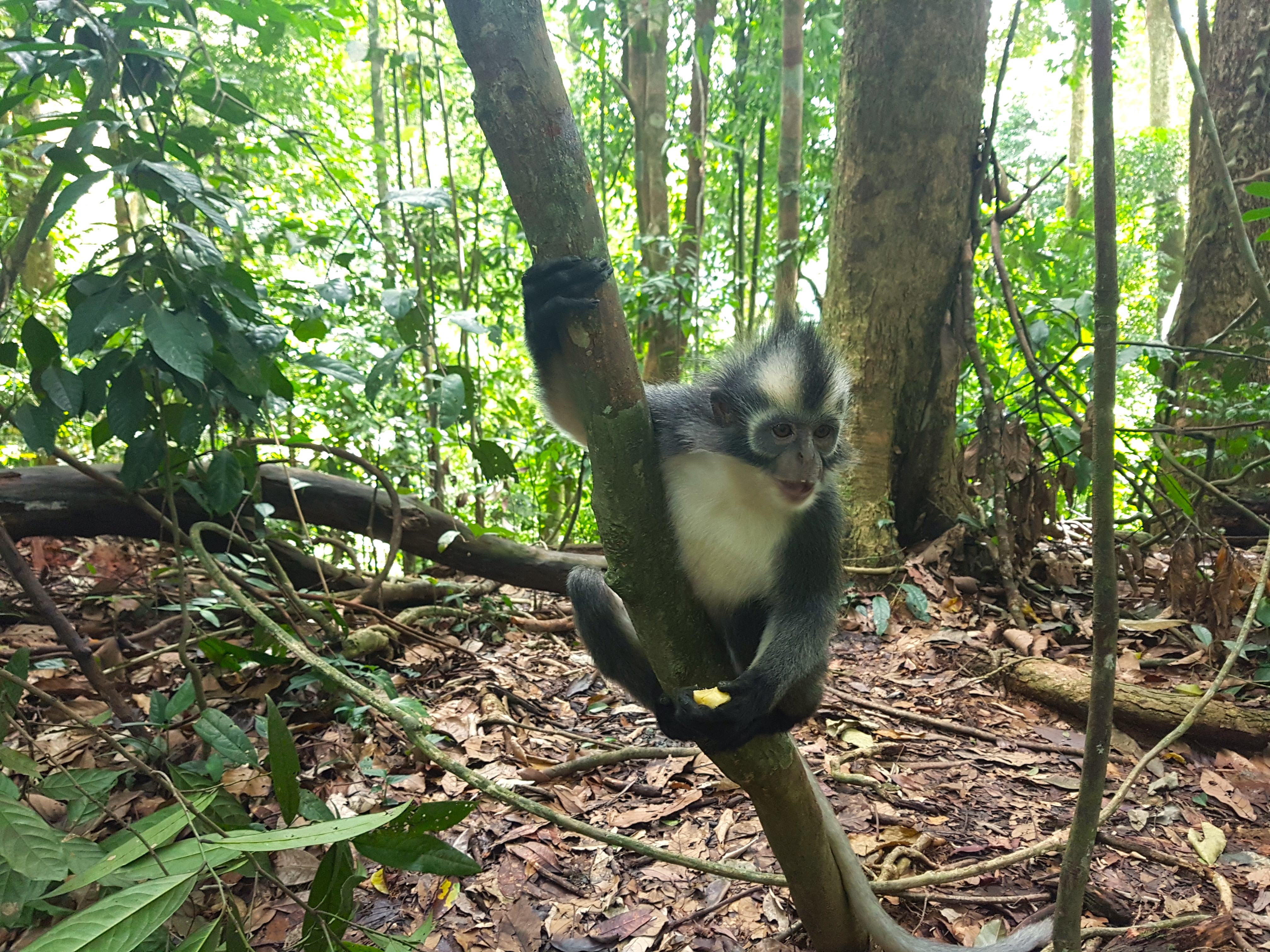 Een aapje in de jungle van Sumatra, Indonesie