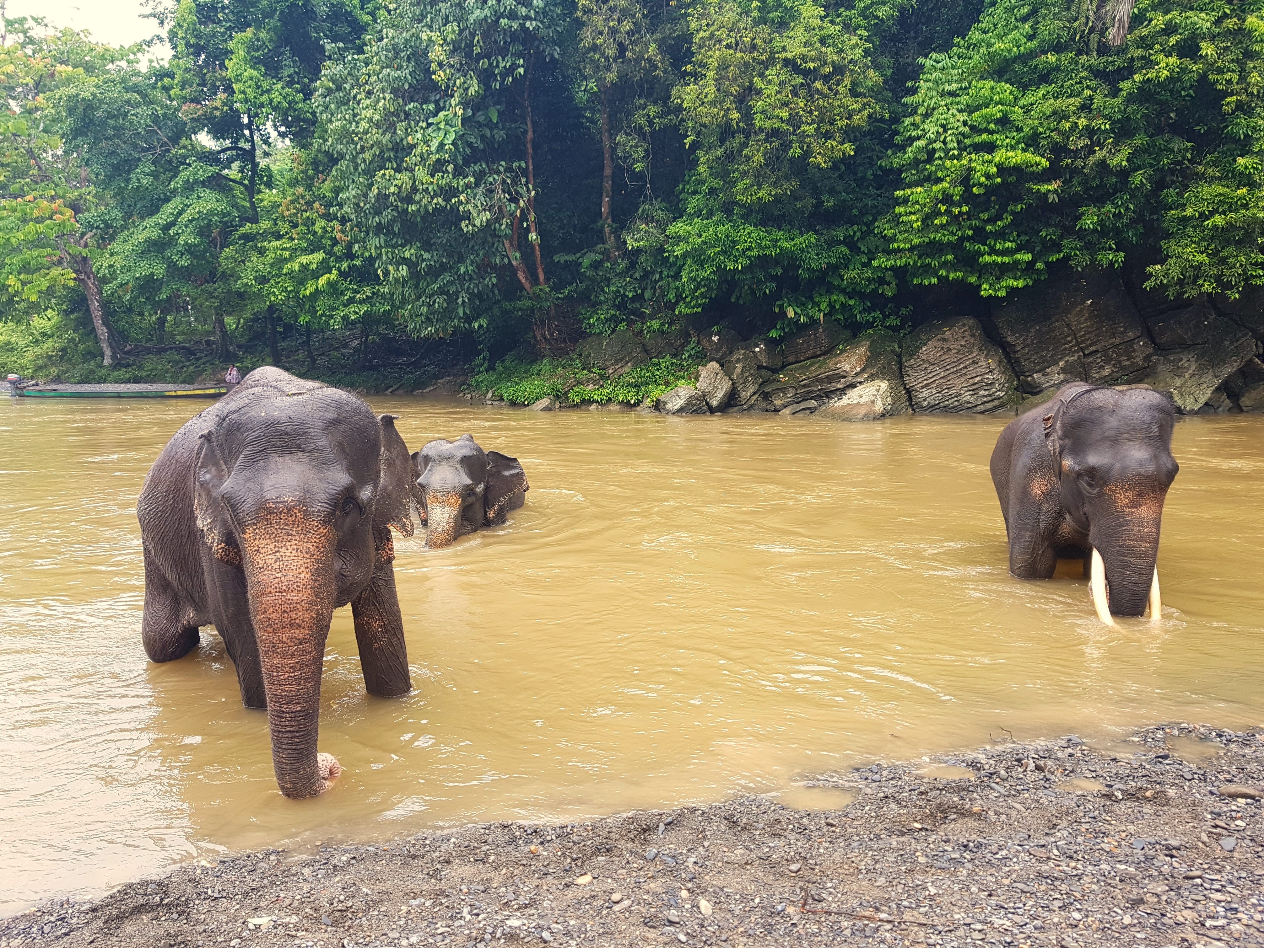De olifanten in Tangkahan, Sumatra, die graag gewassen willen worden, Indonesie