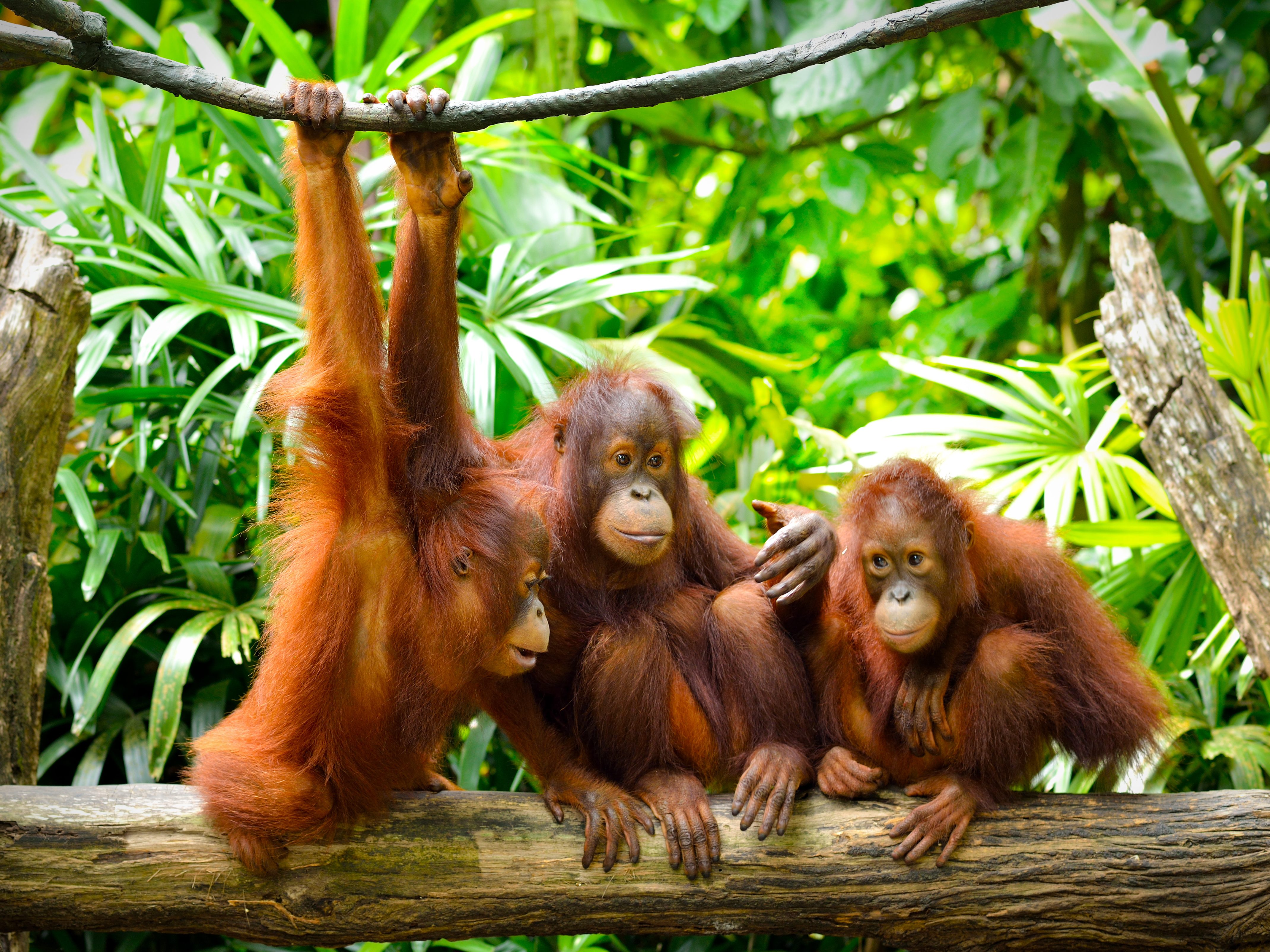 Jungle monkeys. Калимантанский орангутан. Борнео Малайзия орангутаны. Парк Кинабатанган Борнео орангутаны. Джунгли Африки шимпанзе.