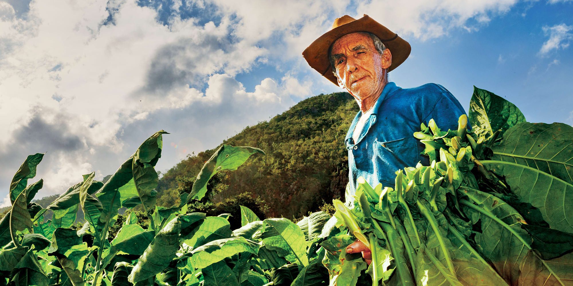 Een local in de tabaksplantages van Vinales, Cuba