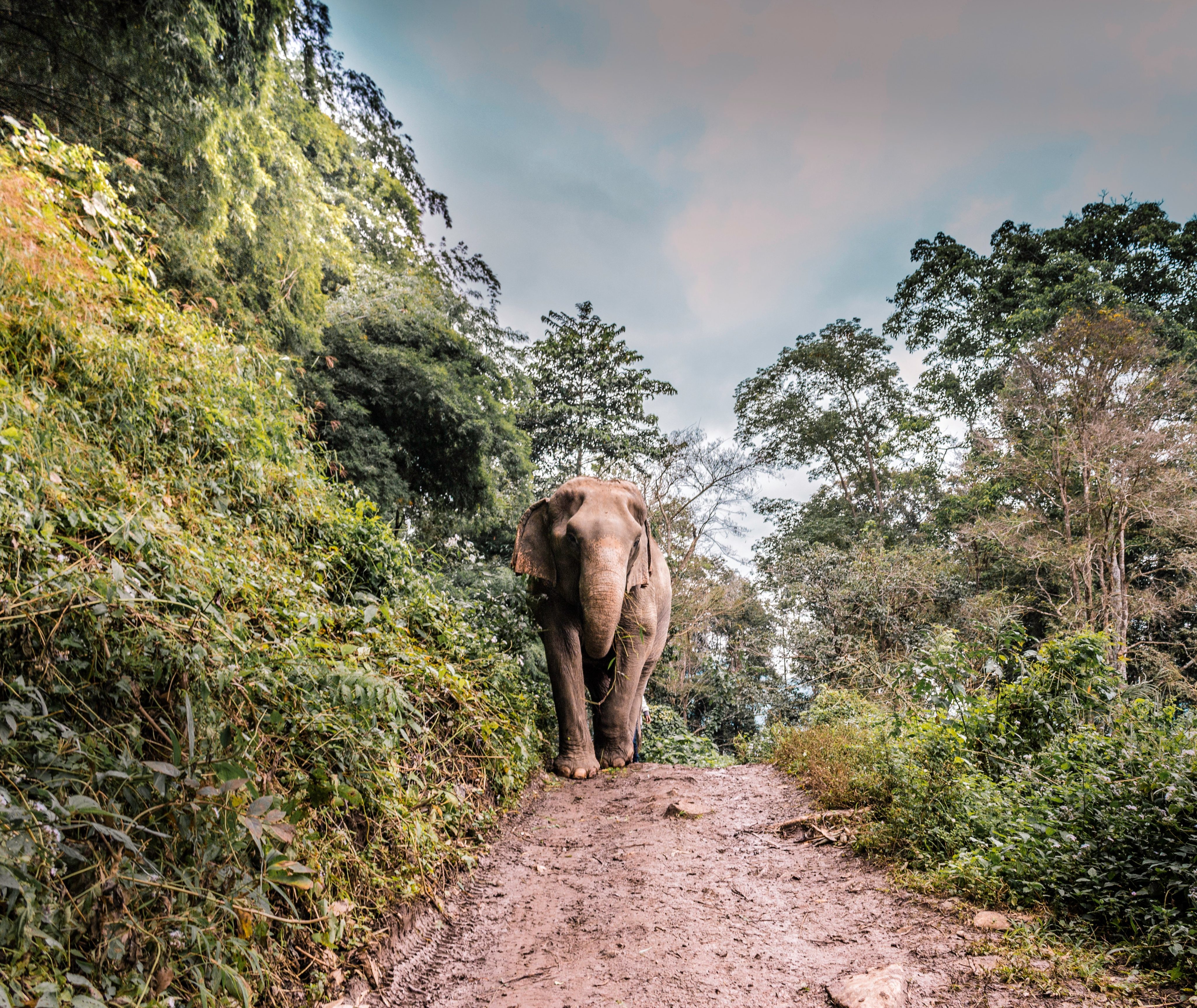 Olifanten van Chiang Mai, Thailand