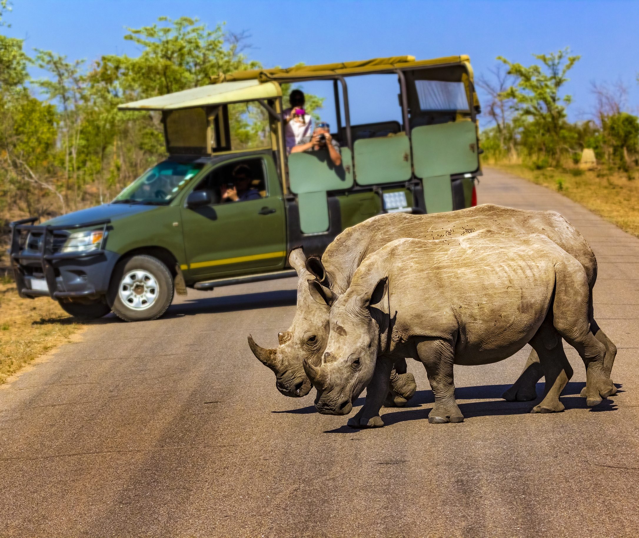 Twee witte neushoorns gespot in het Krugerpark, Zuid-Afrika