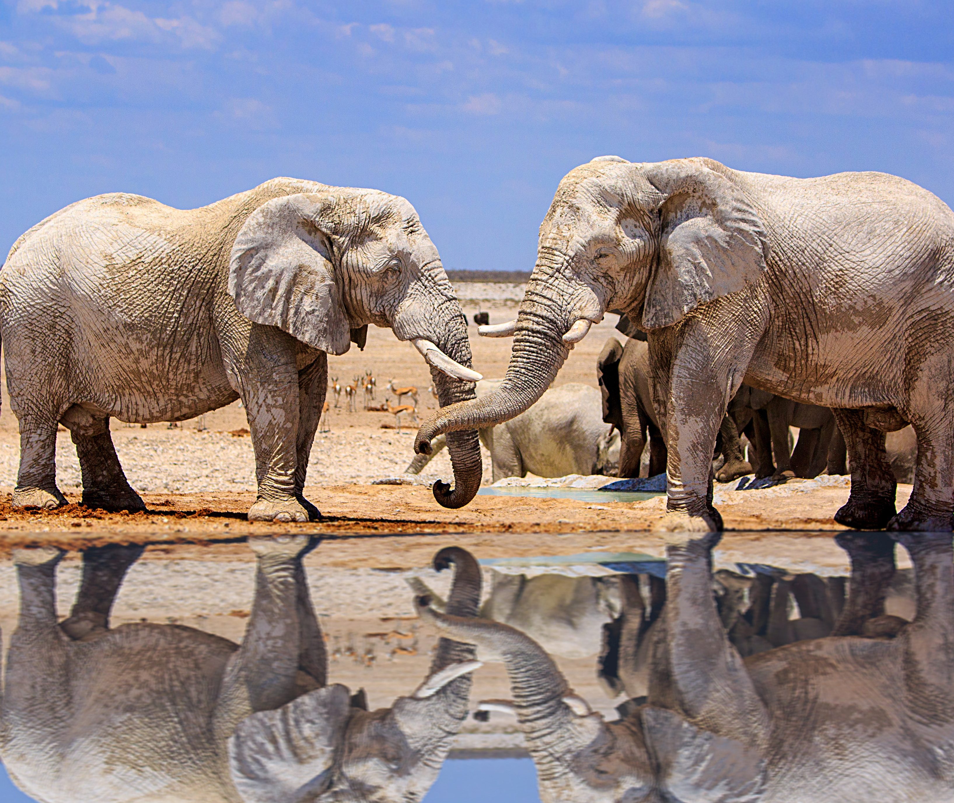 Olifanten bij een waterplaats in Addo Elephant National Park, Zuid-Afrika
