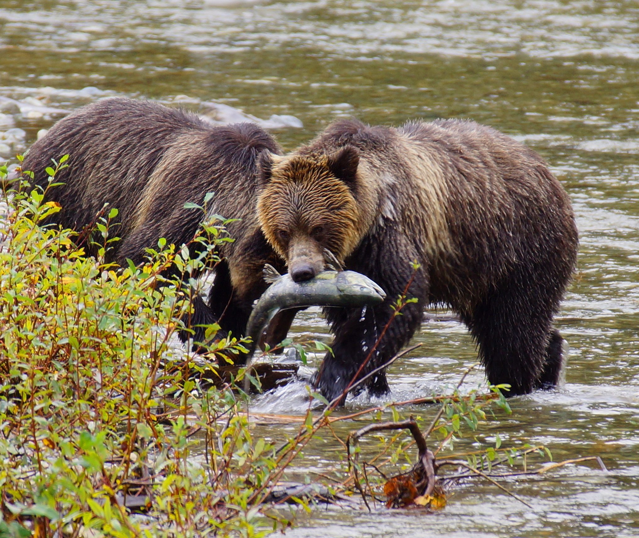 Beren vissen naar zalm op Vancouver Island, Canada