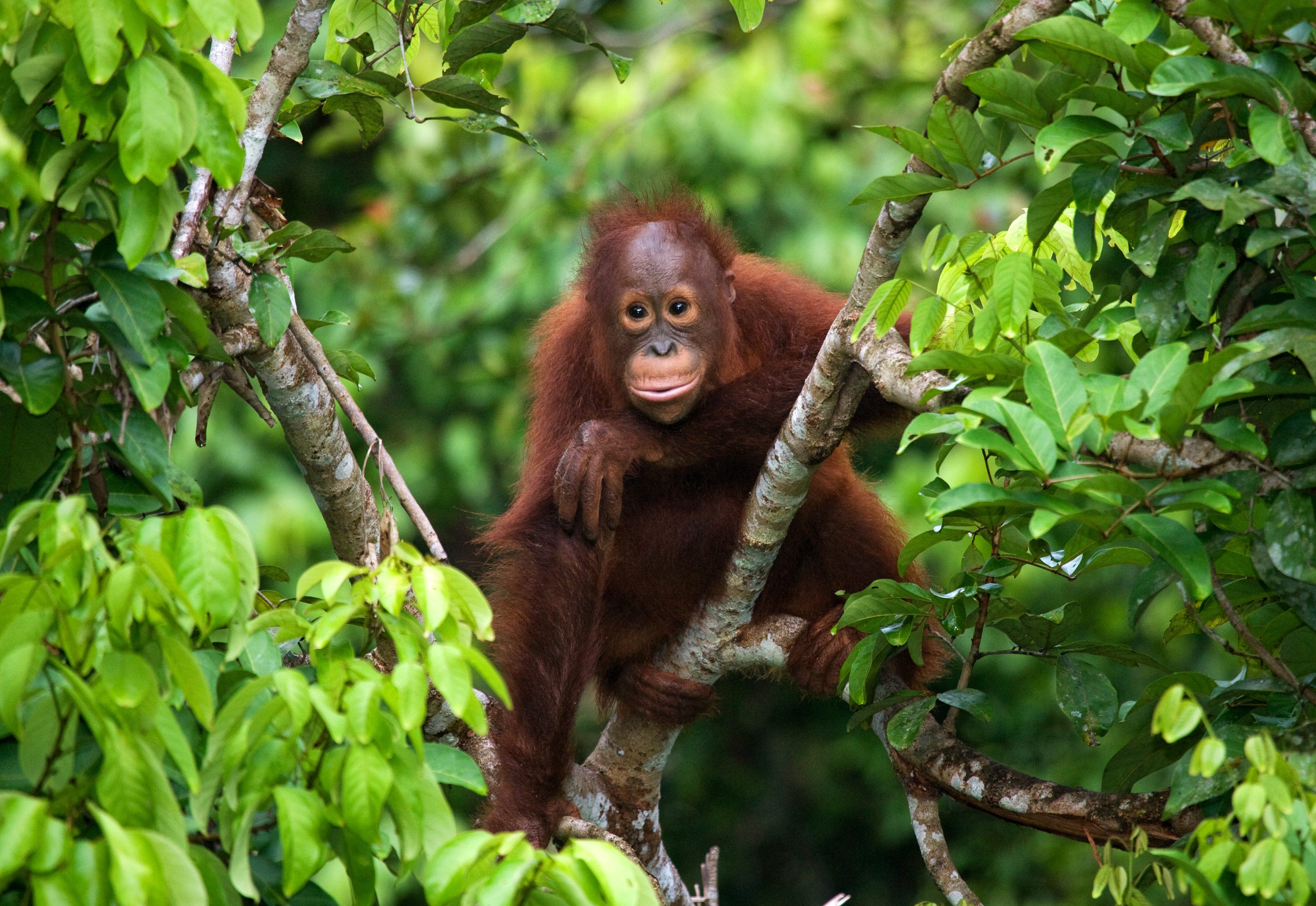 Oerang Oetan Indonesië