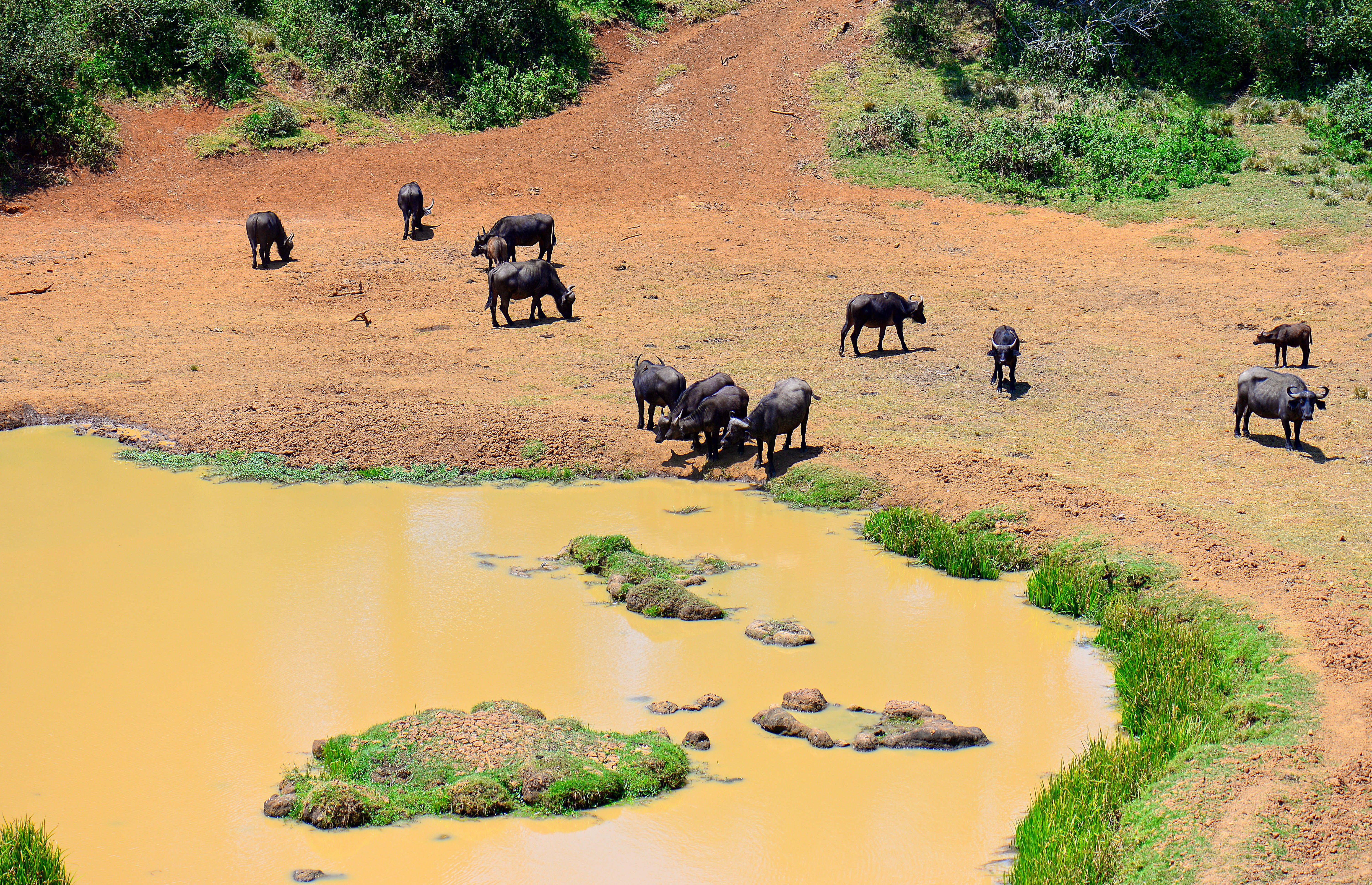 Buffels bij de waterpoel van Serena Mountain Lodge in Mount Kenya, Kenia