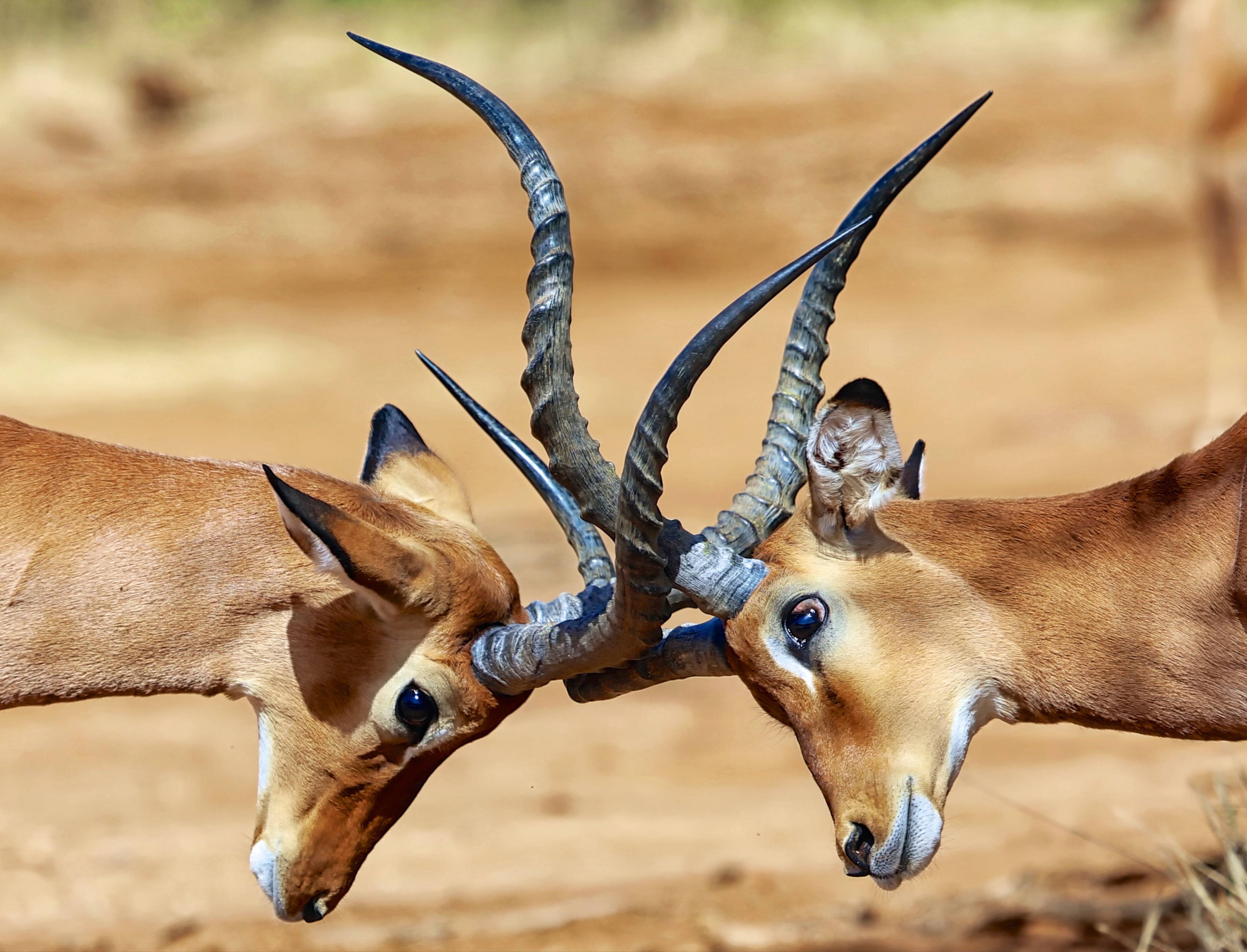 Twee impala's in Afrika