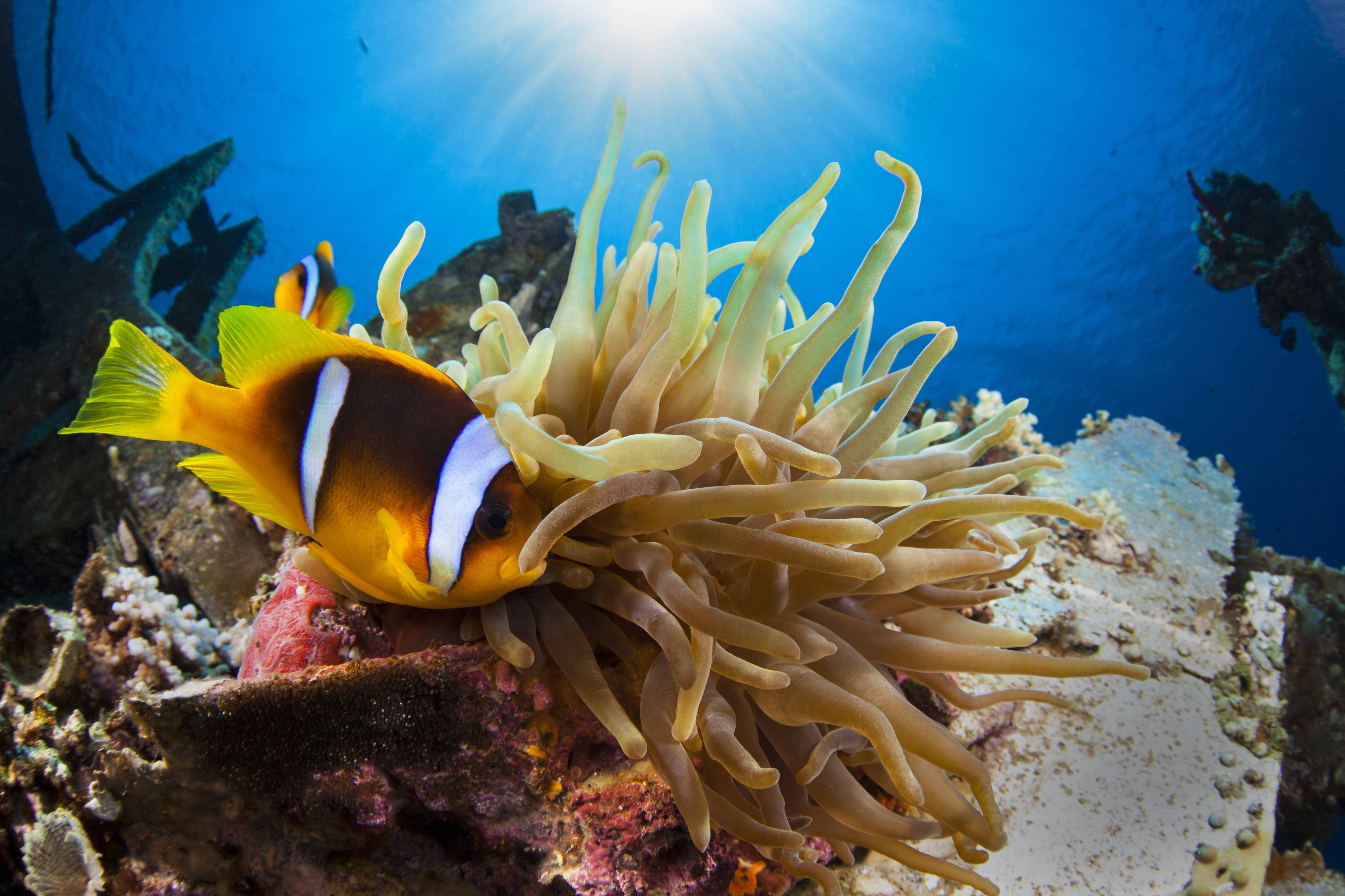 Aqaba onderwaterwereld