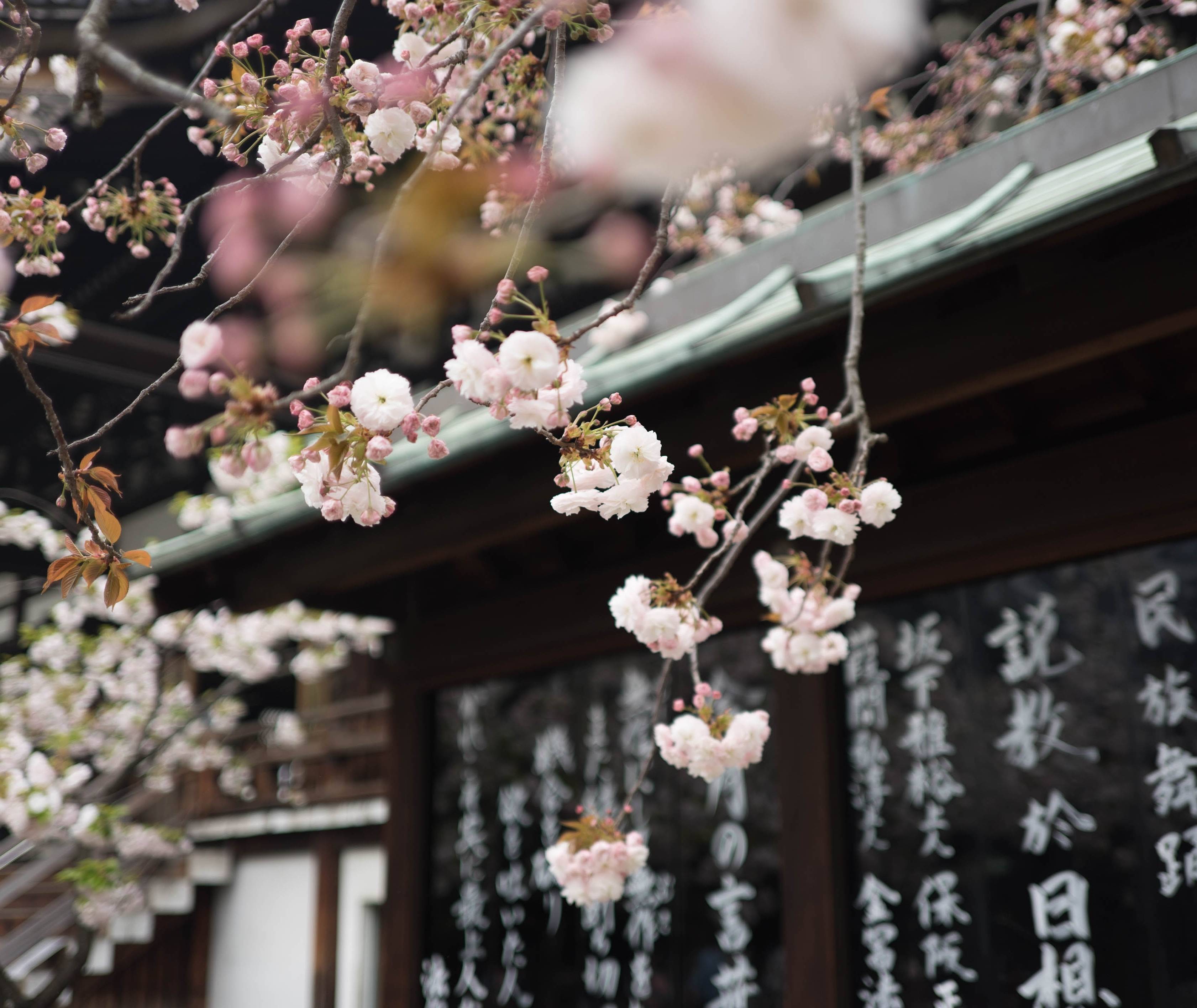 De Sakura kersenbloesem bloeit in Osaka, Japan