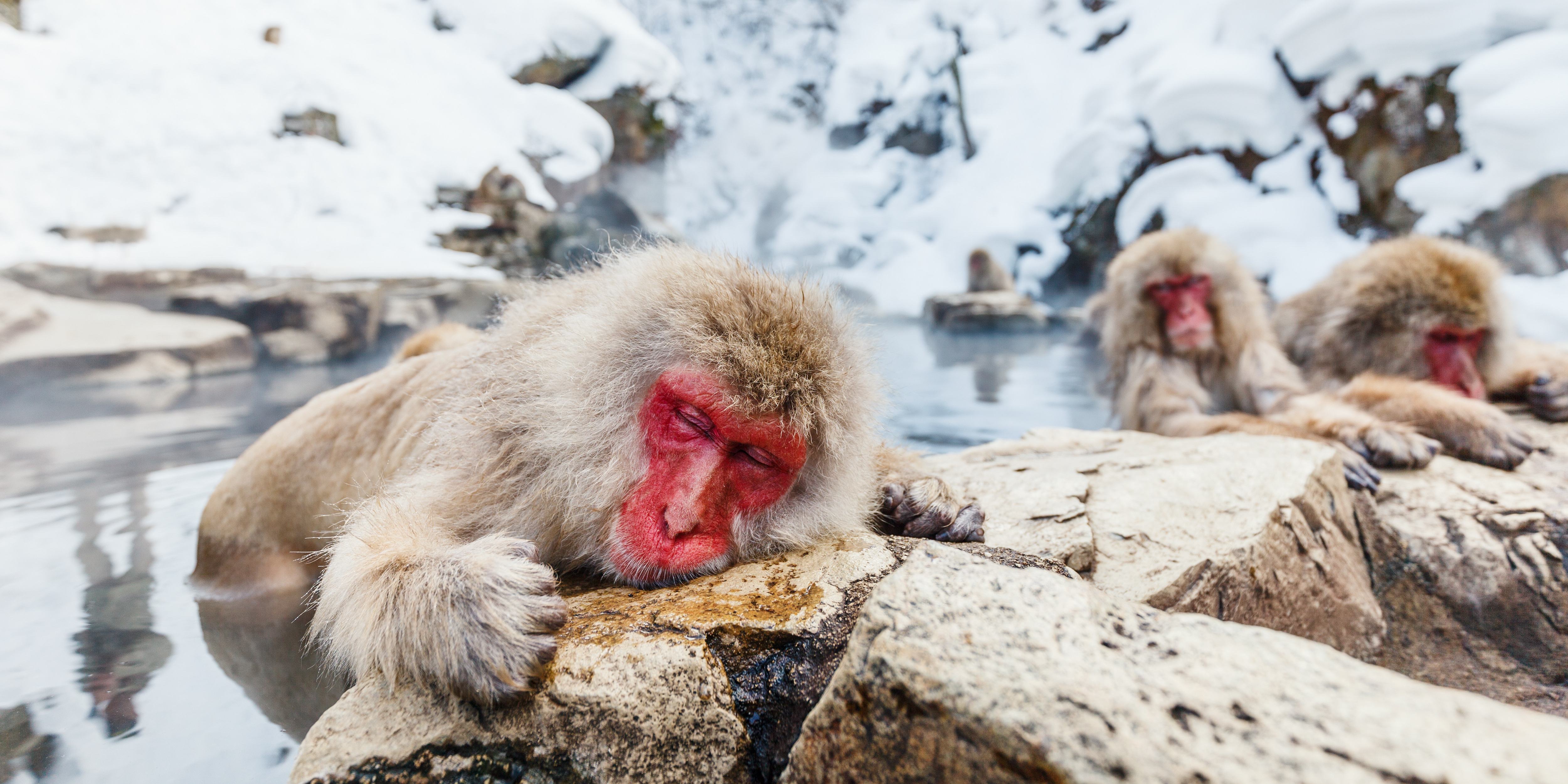 Sneeuwapen in Yudanaka, Japan