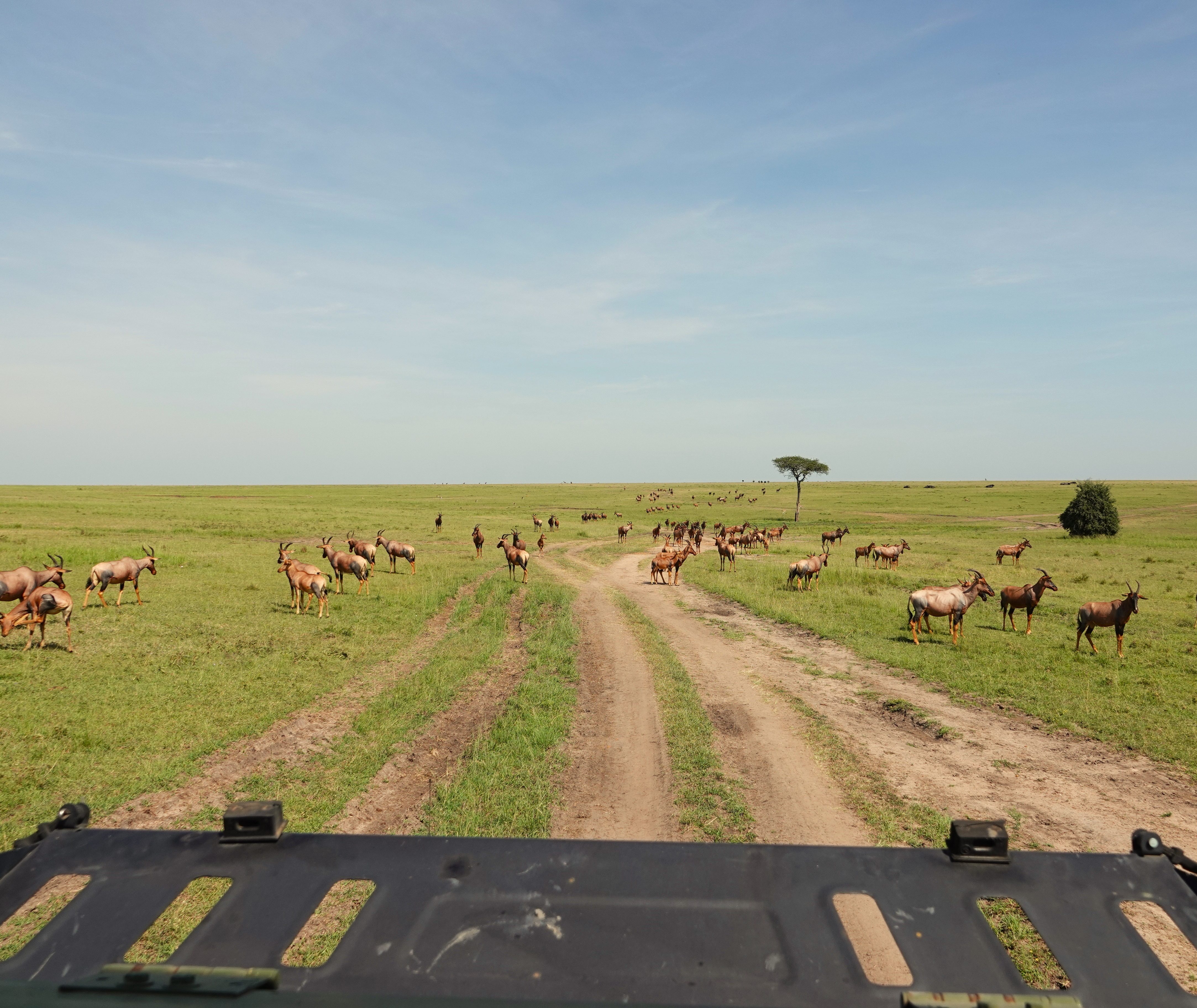 Tientallen dieren gespot tijdens een jeepsfari in Tsavo National Park, Kenia