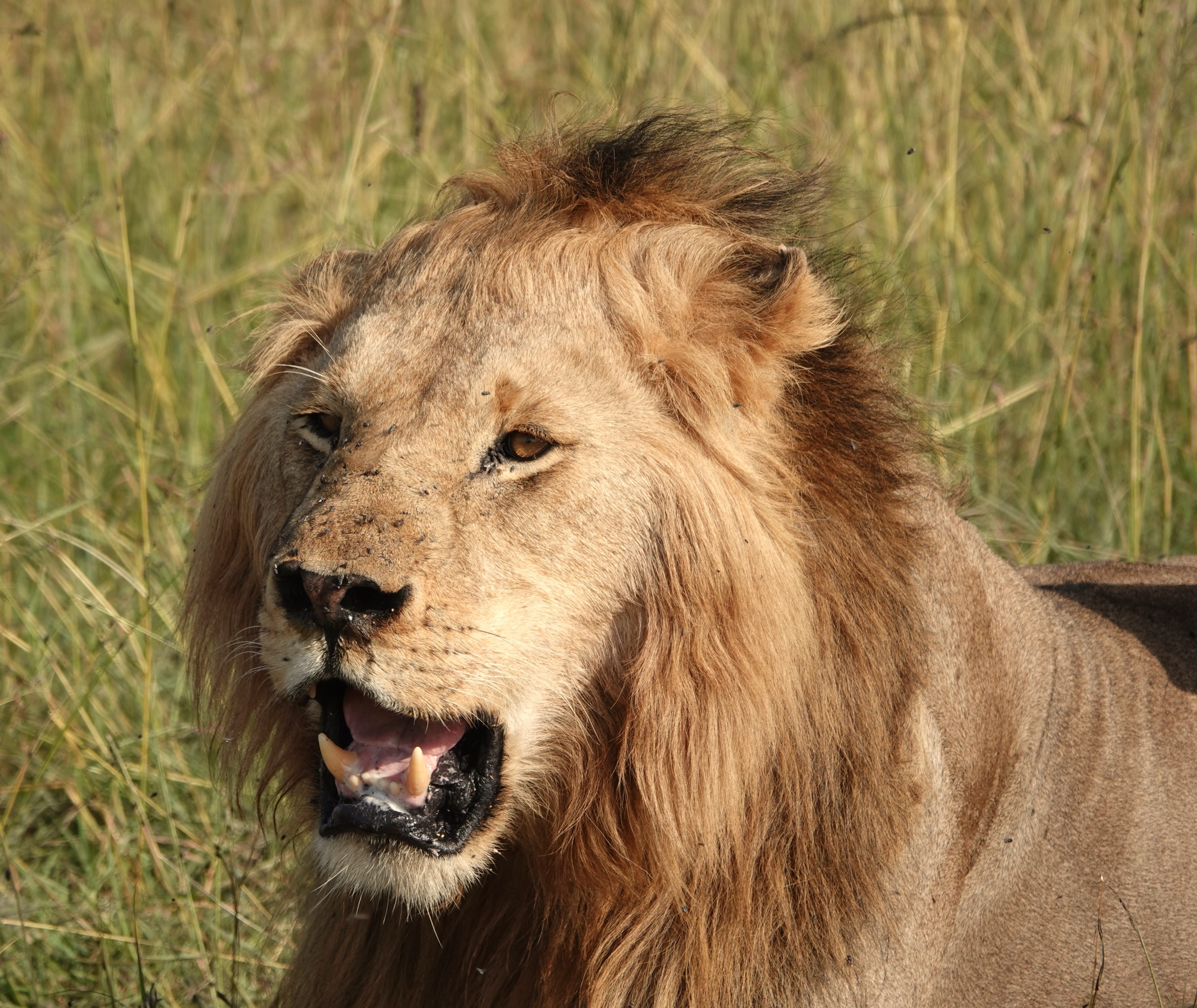 Een leeuw met vliegen op zijn gezicht in Tsavo National Park, Kenia