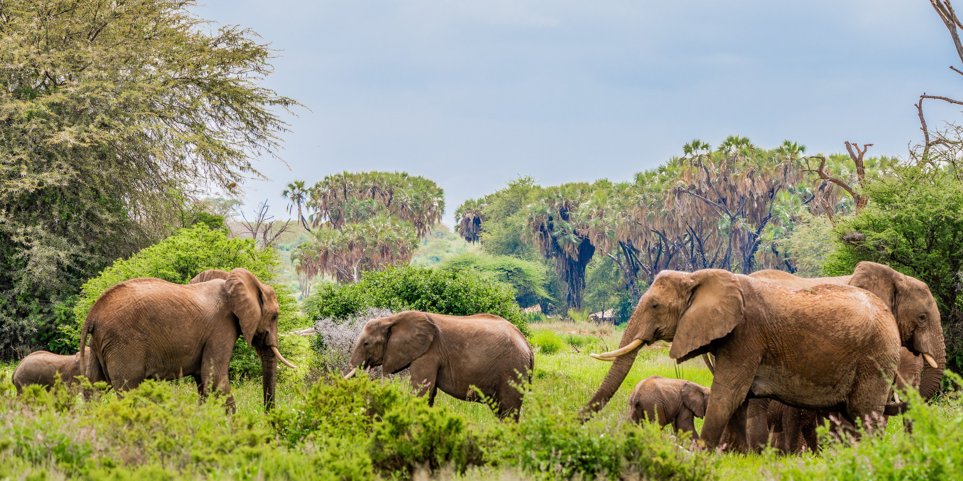 Olifanten in Samburu National Park, Kenia
