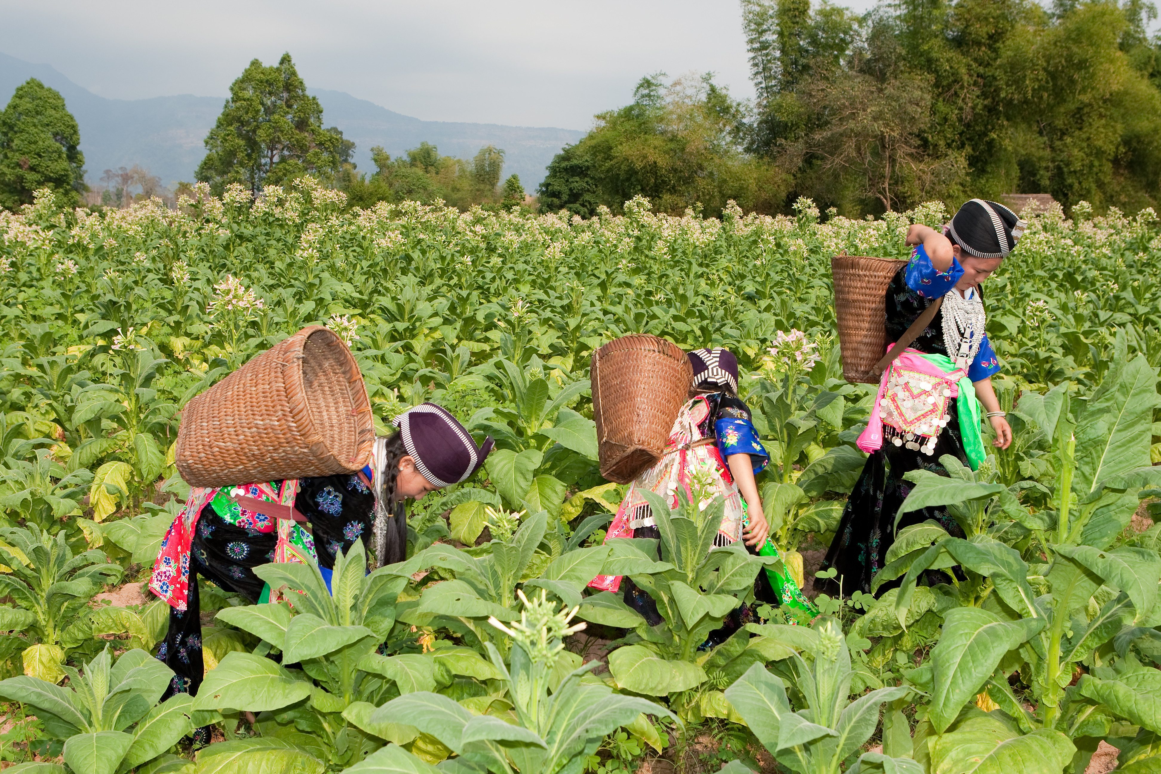 De hmong-vrouwen plukken tabaksbladeren in Noord-Laos