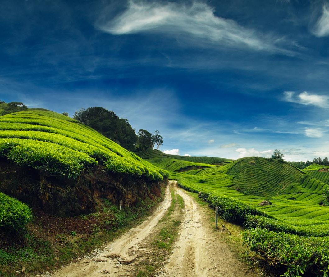 De glooiende theeplantages van Cameron Highlands in Maleisie