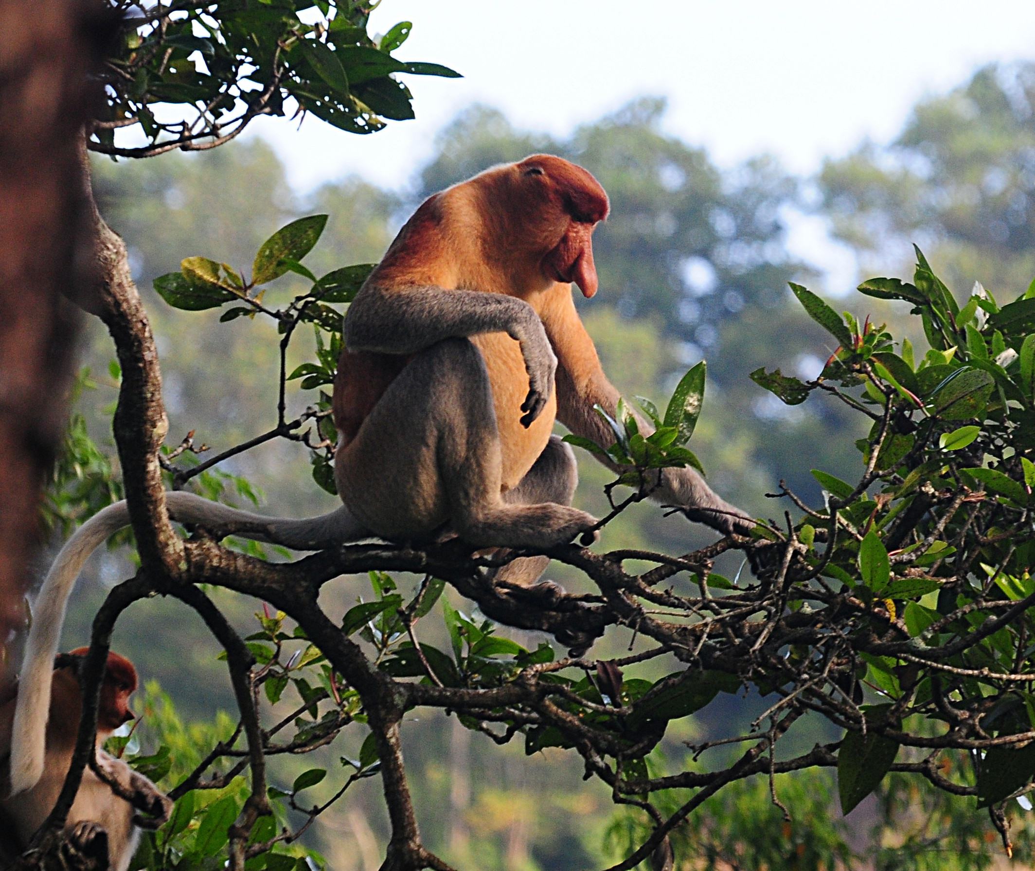 Een neusaap in de jungle van Sabah op Borneo