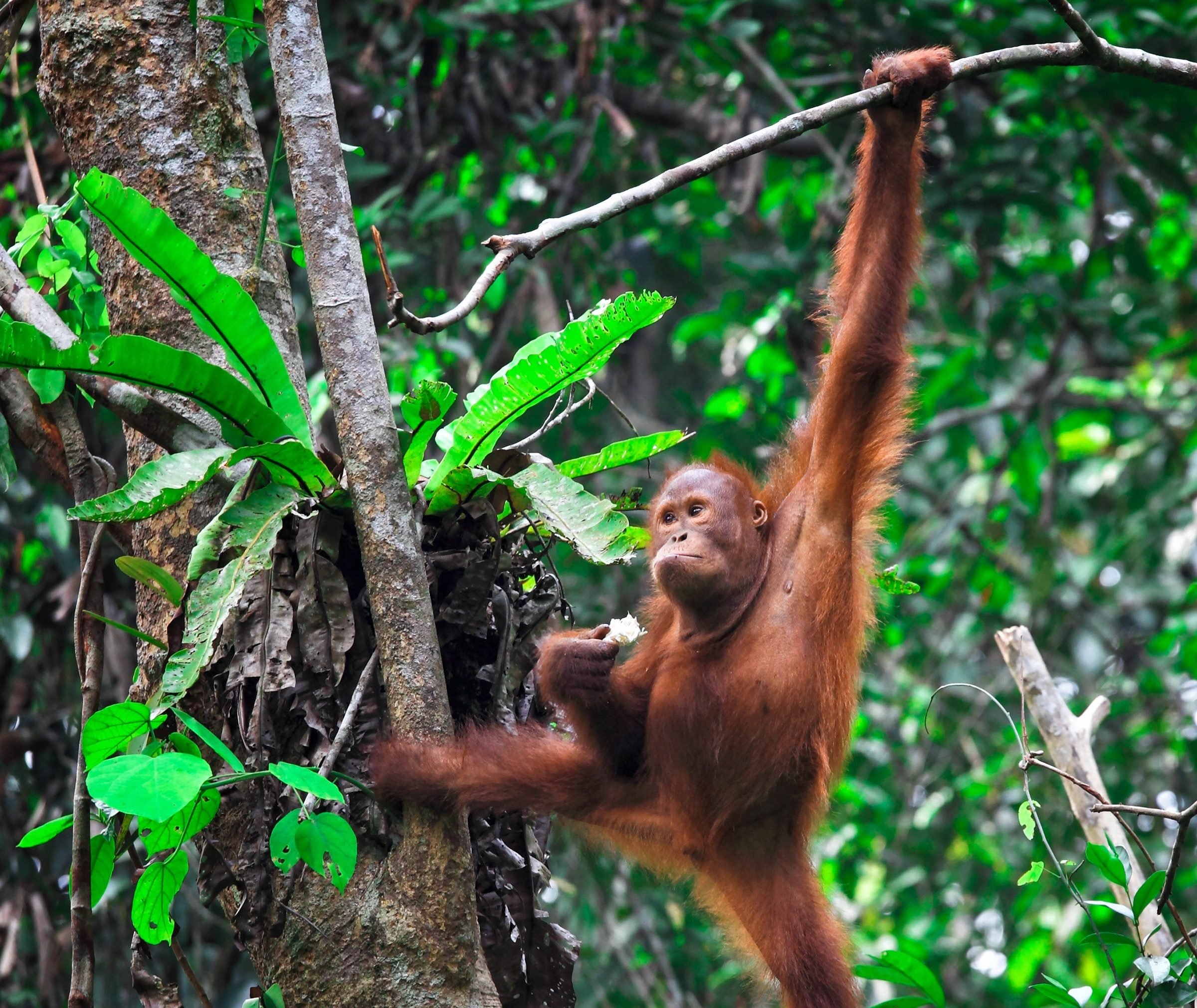Een orang-oetan gespot in Sarawak op Borneo
