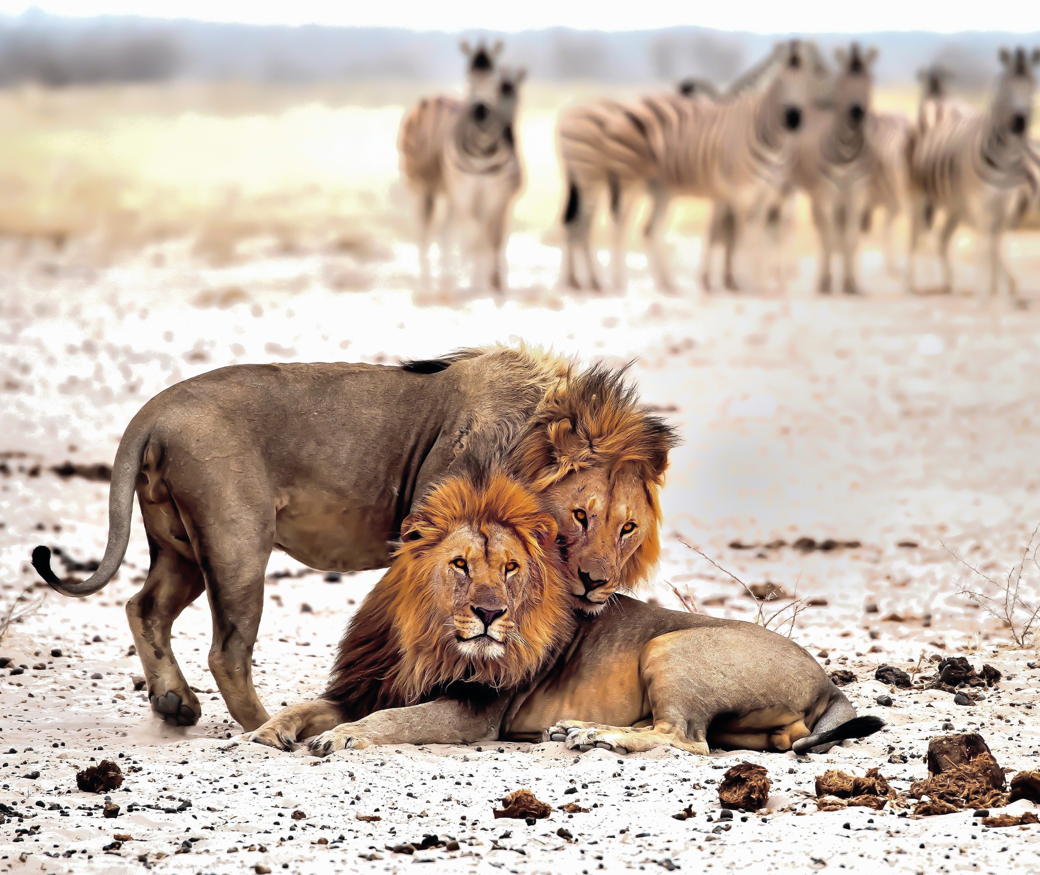 Leeuwen en zebra's in Etosha National Park, Namibie