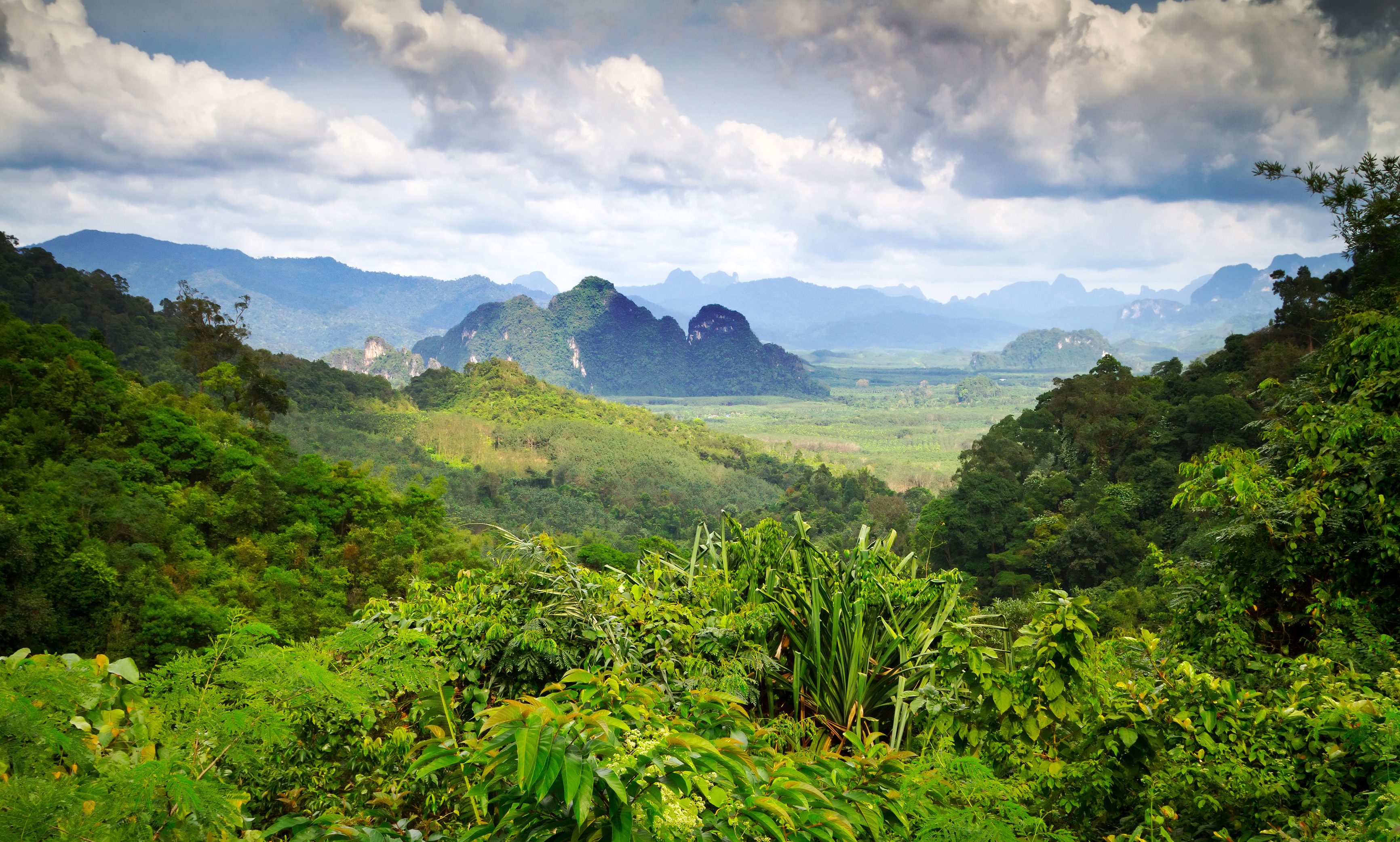 Prachtig uitzicht op de groene jungle van Khao Sok National Park, Thailand