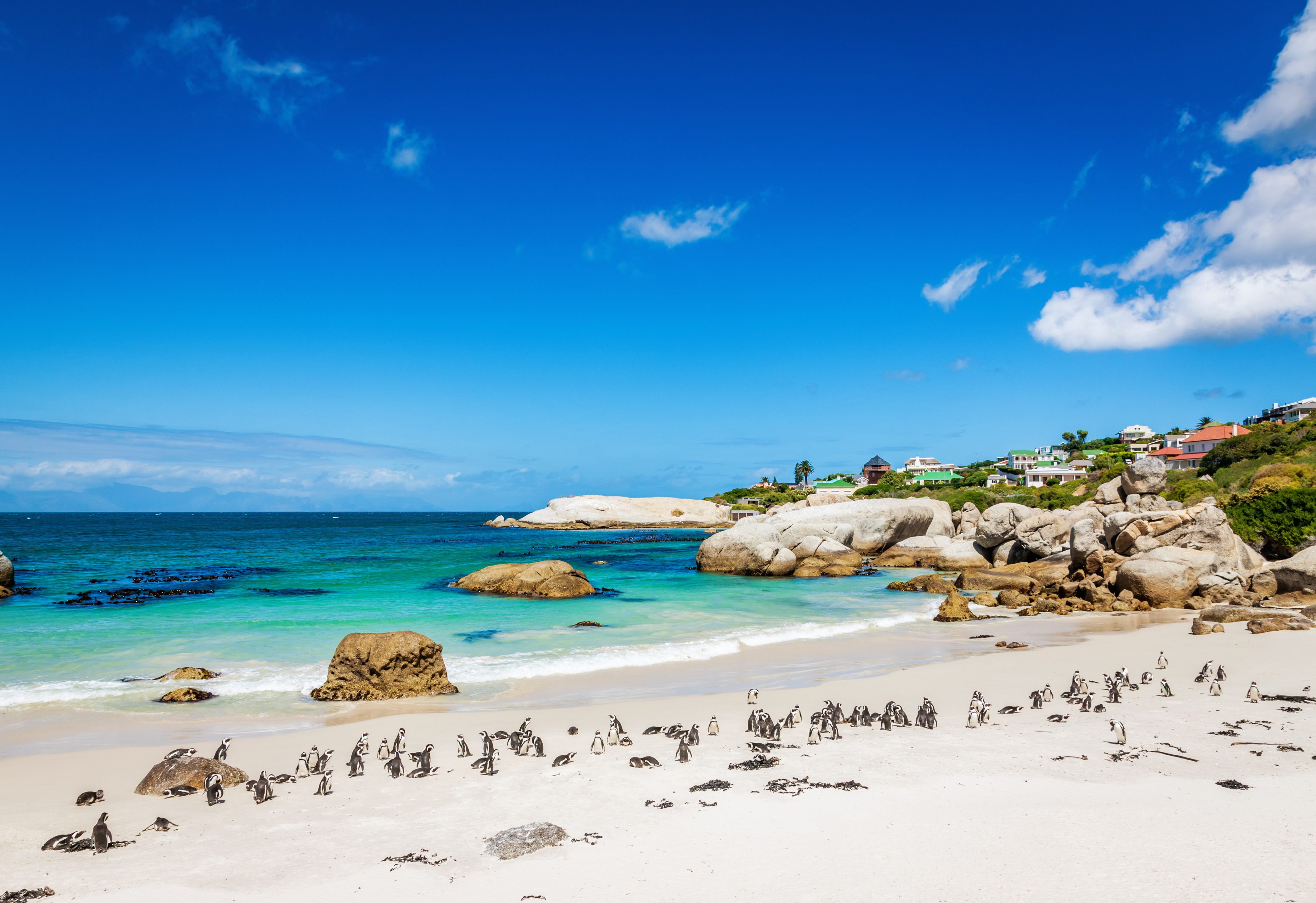 Wandel tussen de pinguins op Boulders Beach in Kaapstad, Zuid-Afrika