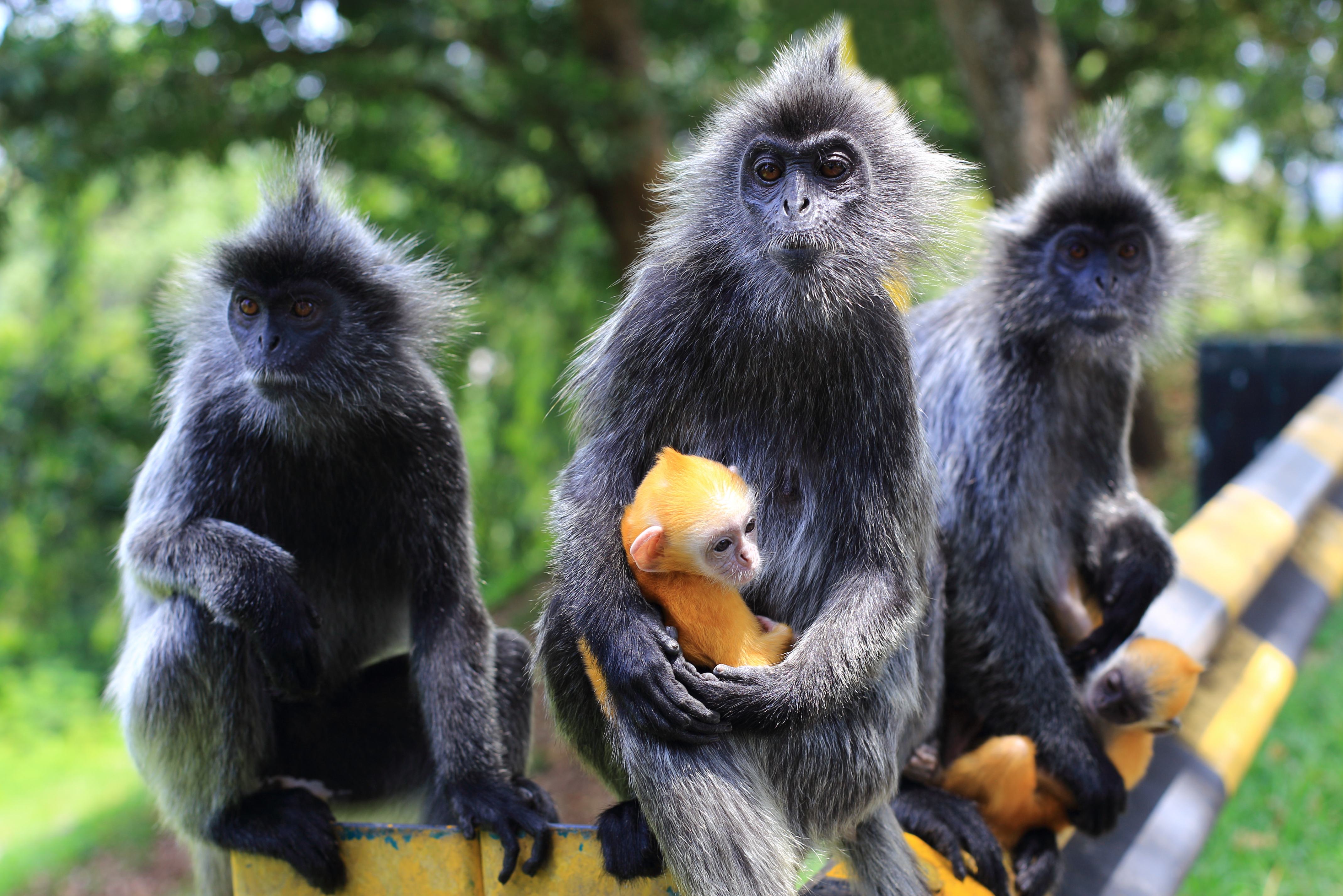 Apen met baby in Maleisie