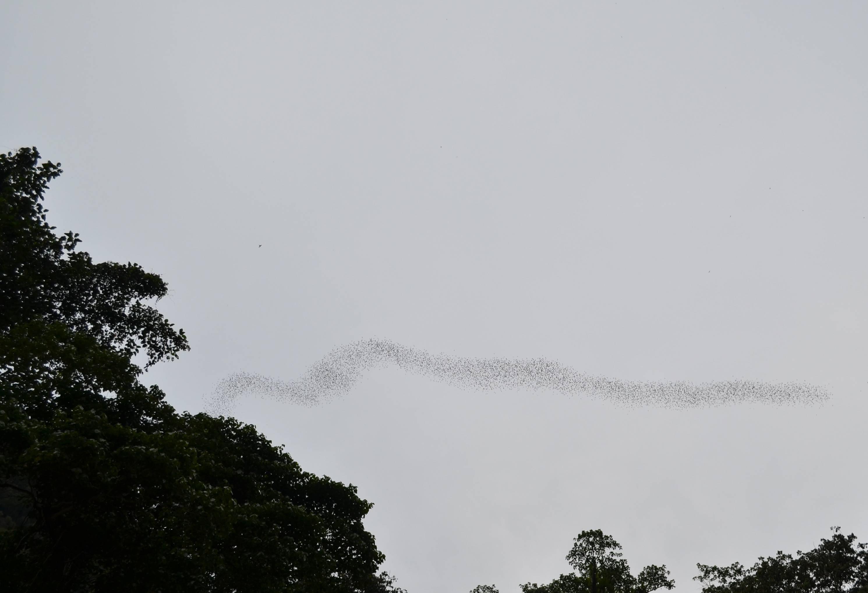 Vleermuizen verlaten de grotten bij Mulu National Park in Maleisisch Borneo