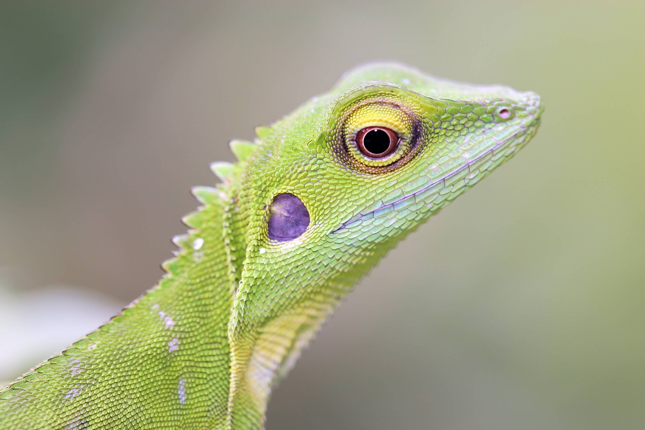 Hagedis in de jungle van Borneo Maleisie