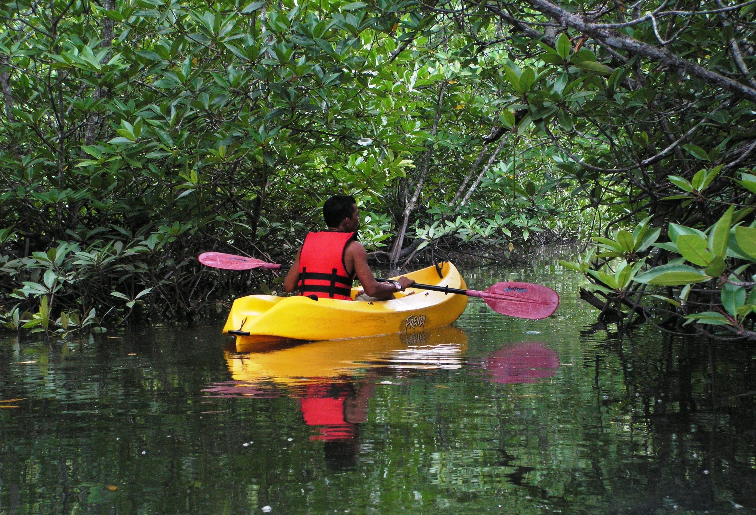 Kajakken in de mangroven van Langkawi
