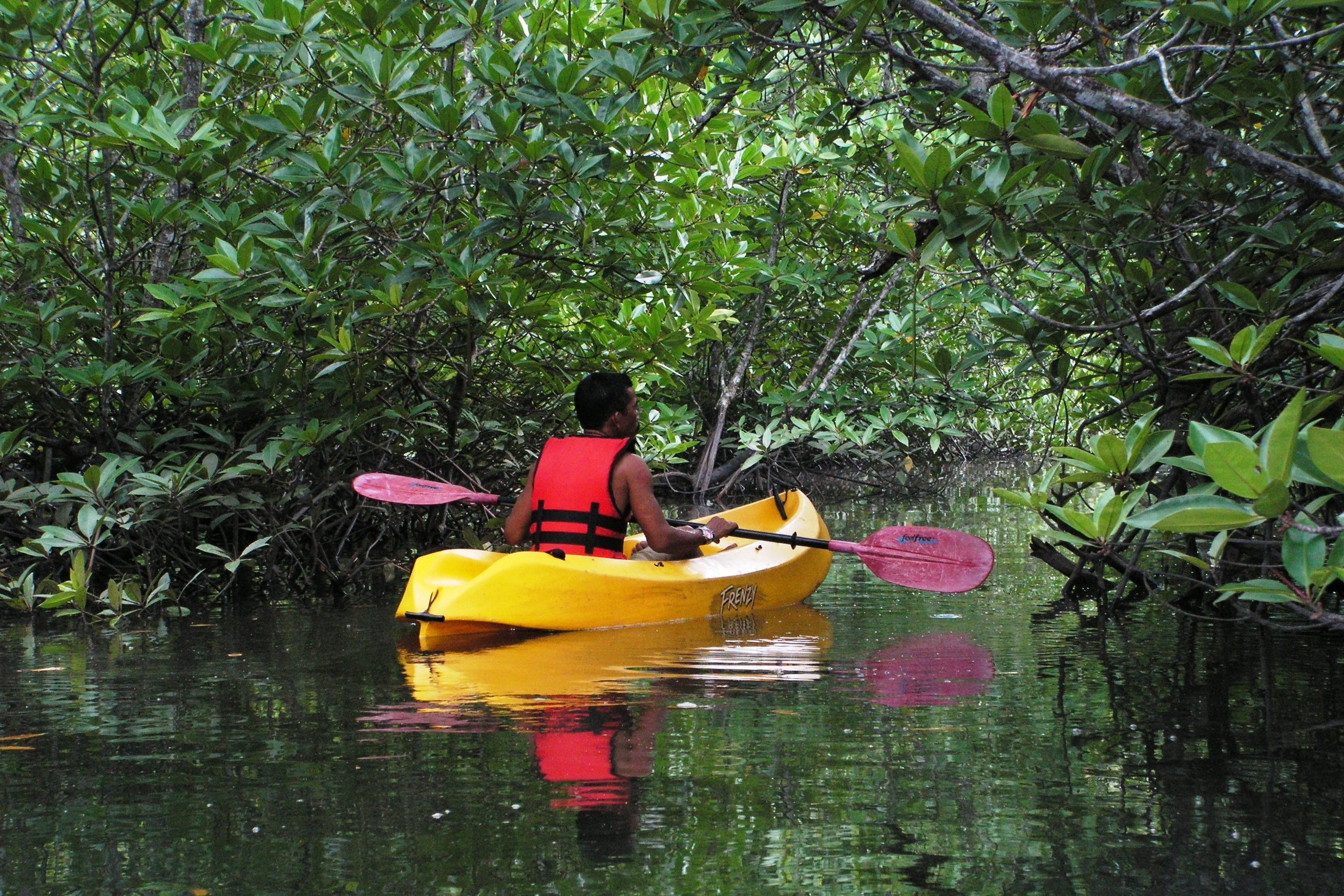 Kajakken in de mangrovebossen van Langkawi