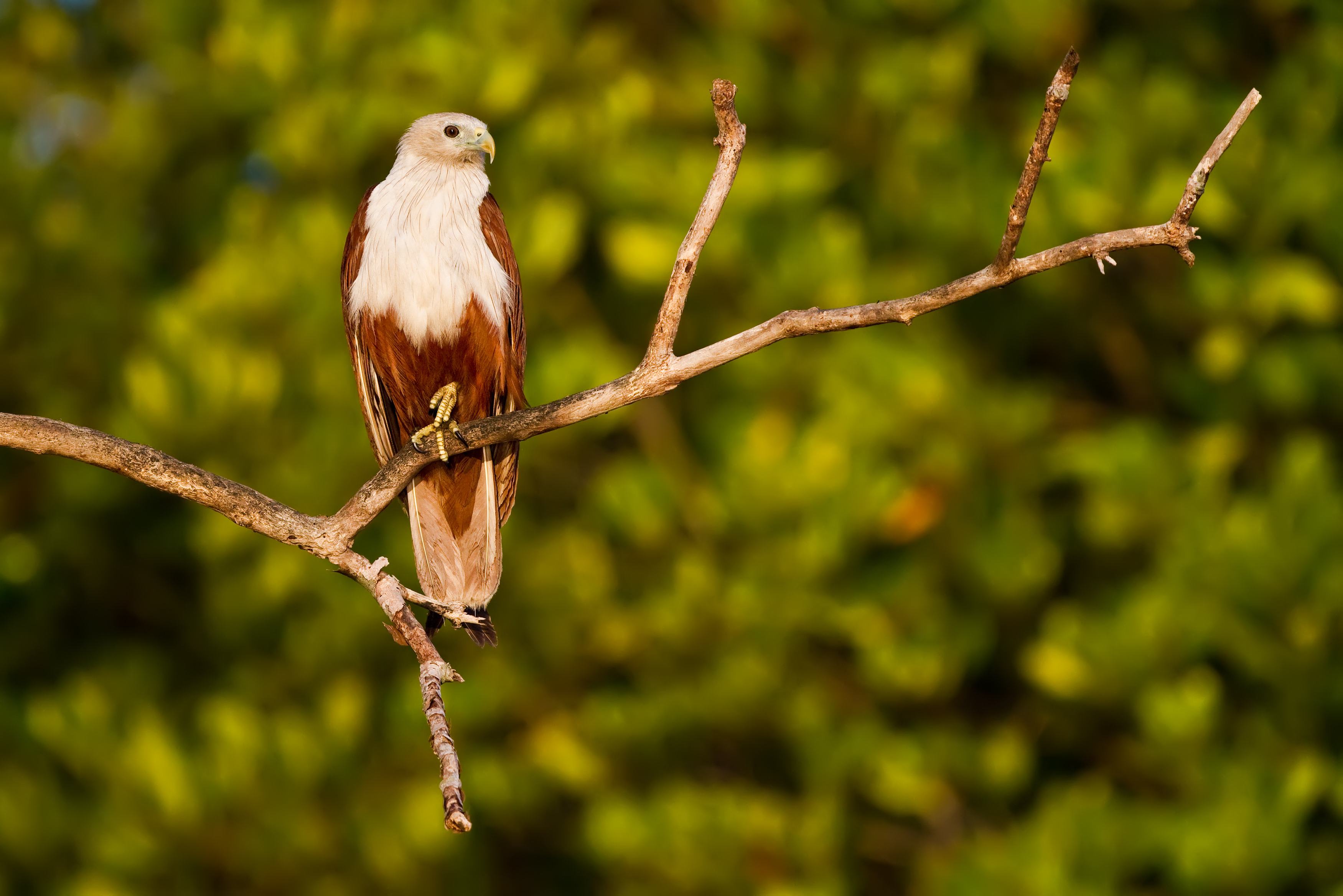 Zeearend in de mangrovebossen van Langkawi