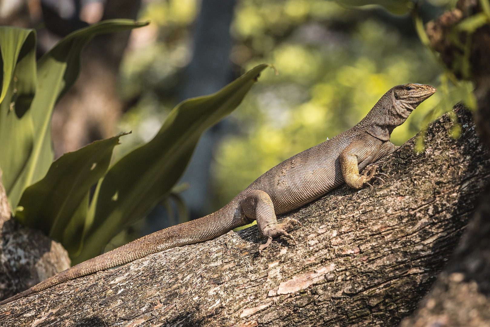Hagedis in de mangrovebossen van Langkawi