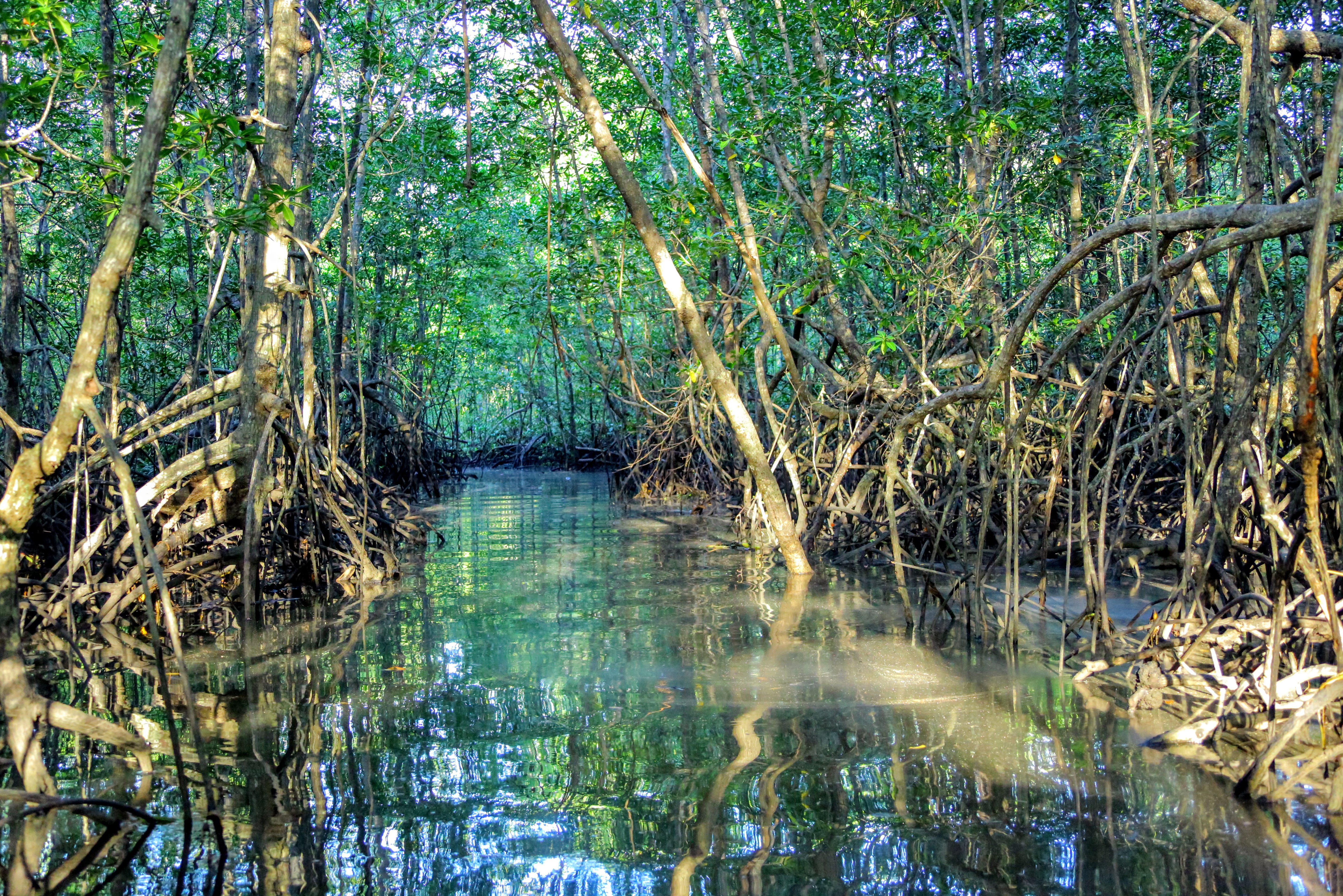 Mangroven op Langkawi