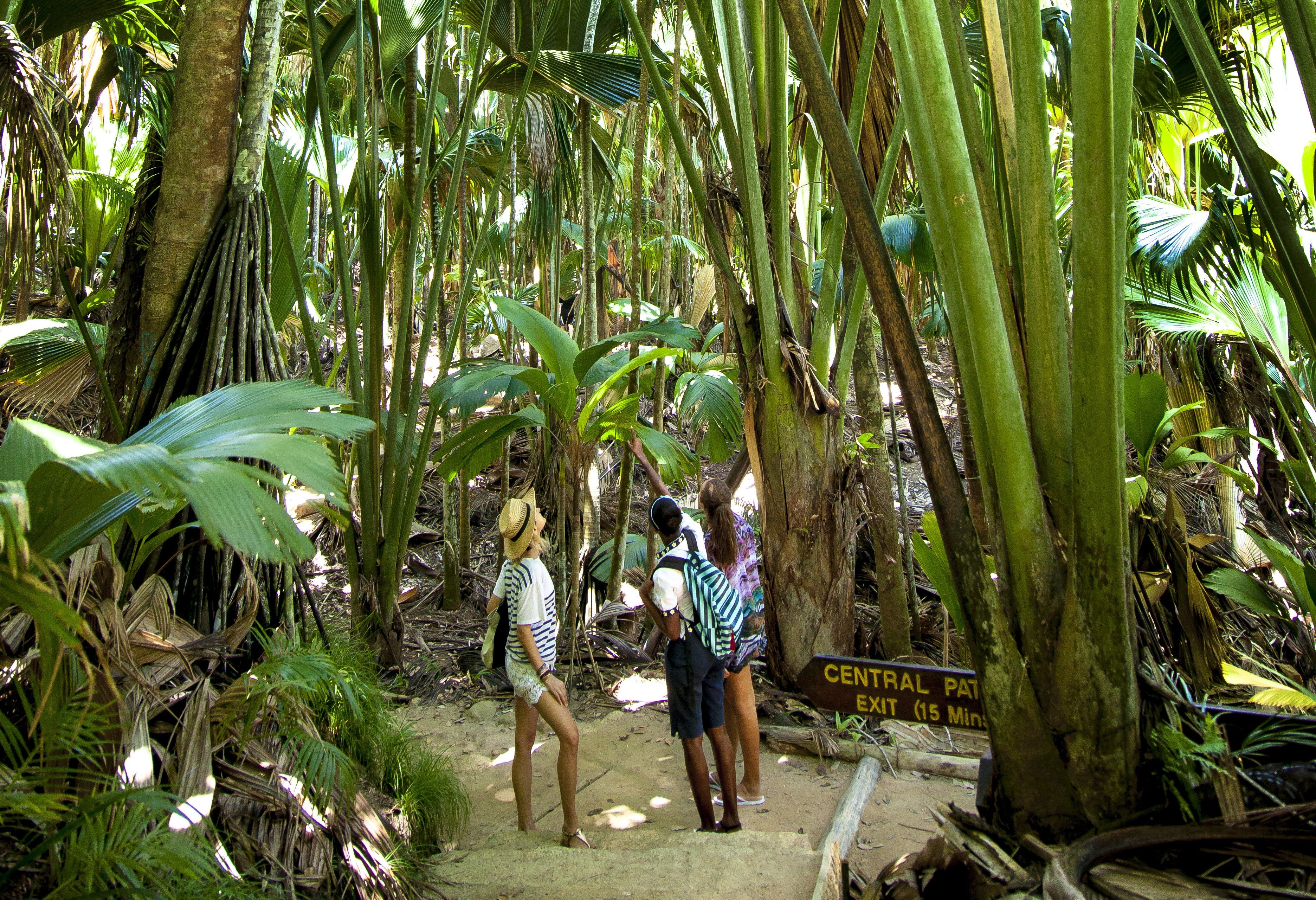 Wandelen tussen de palmen in de Vallee de Mai op Praslin in de Seychellen