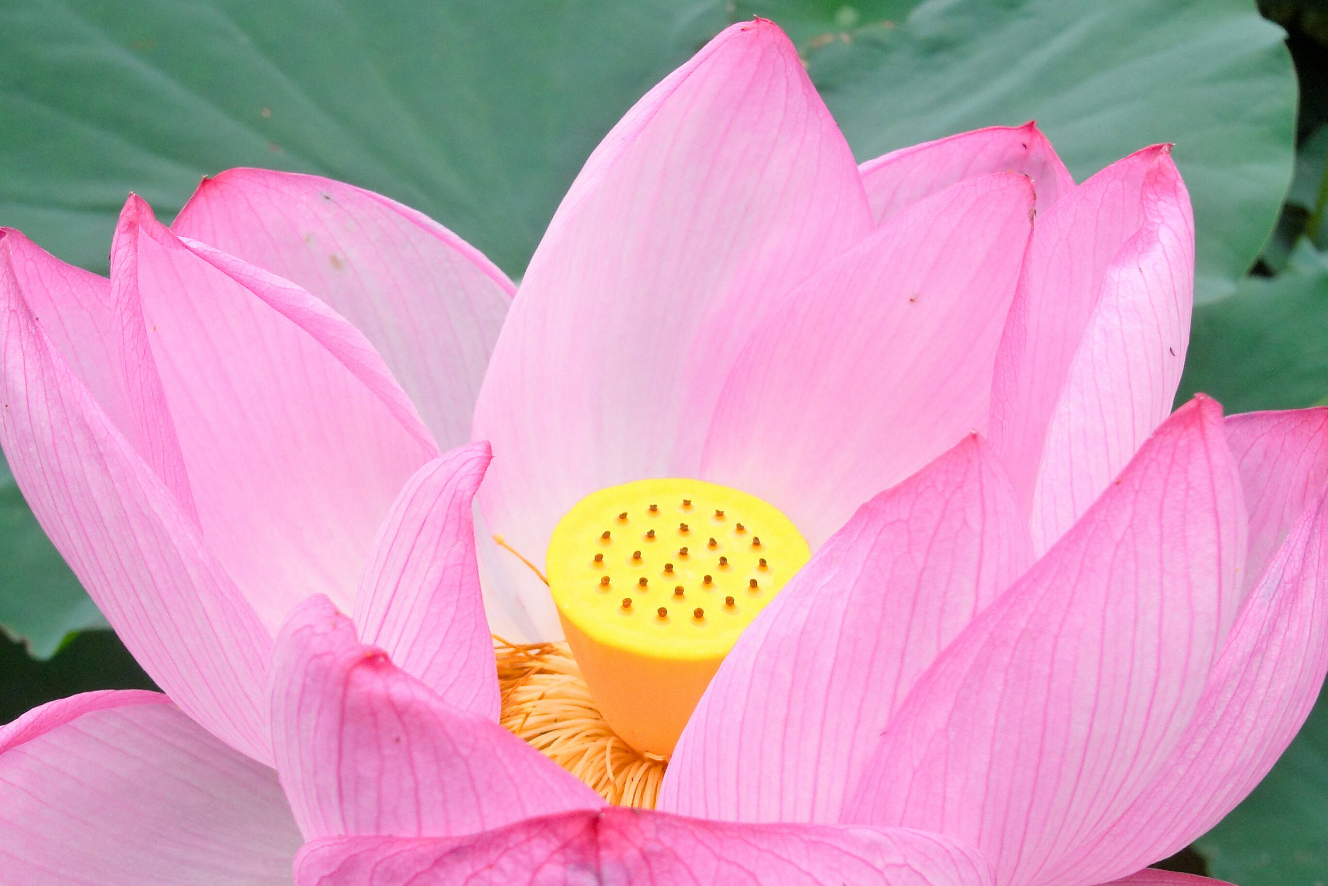 Indonesie Lotus bloem